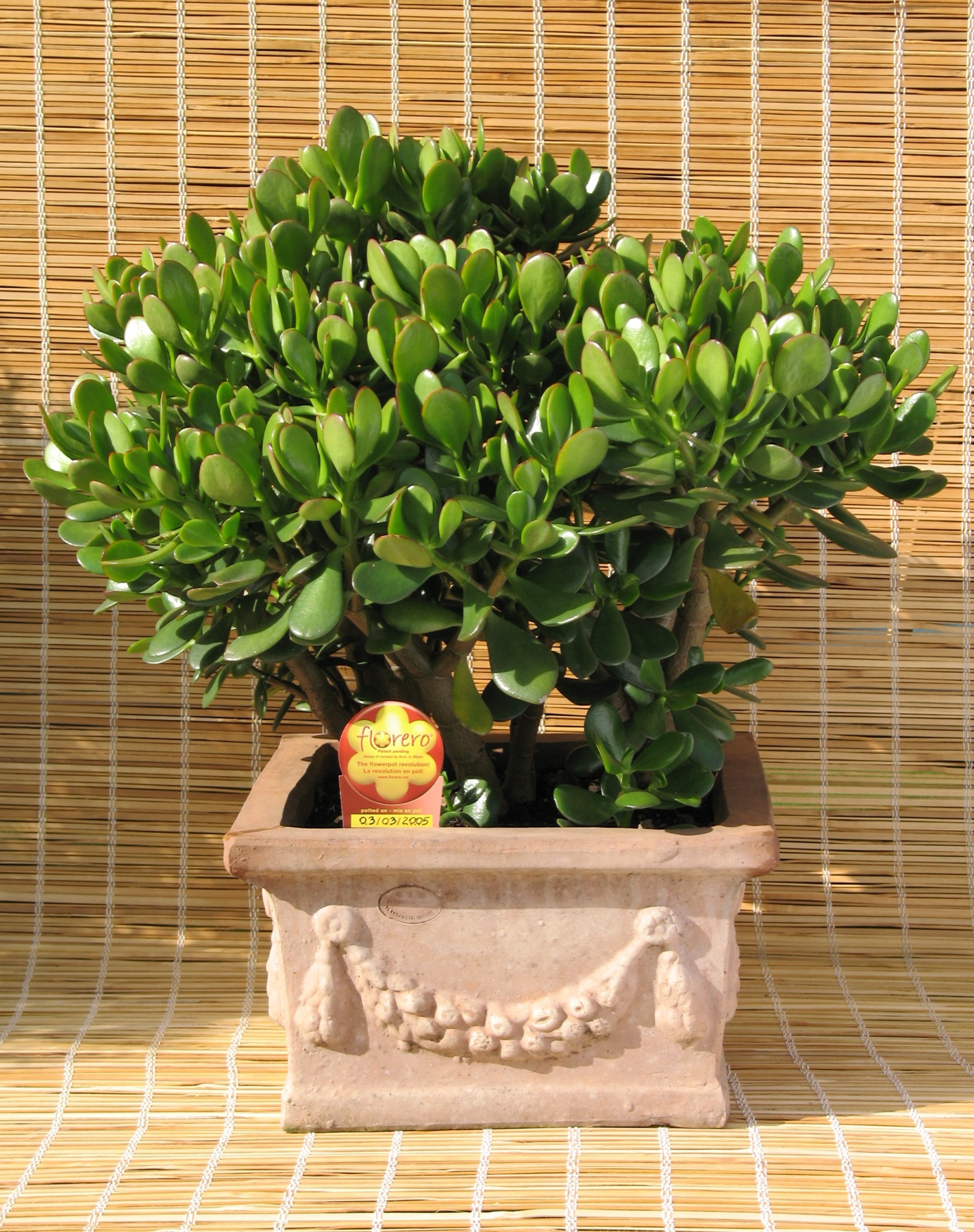 Jade Plant — photo 23