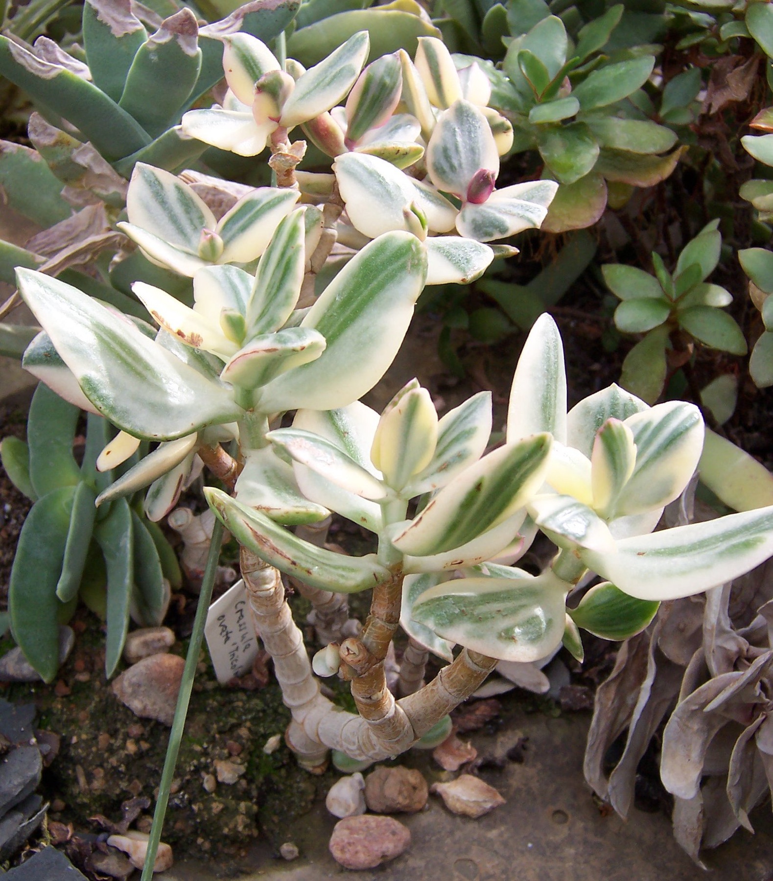 Jade Plant — photo 24