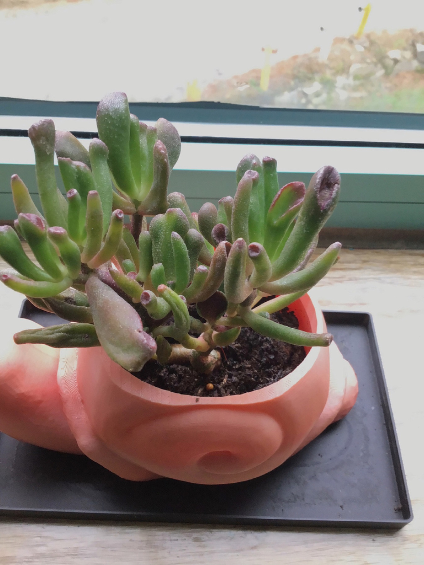Jade Plant — photo 1