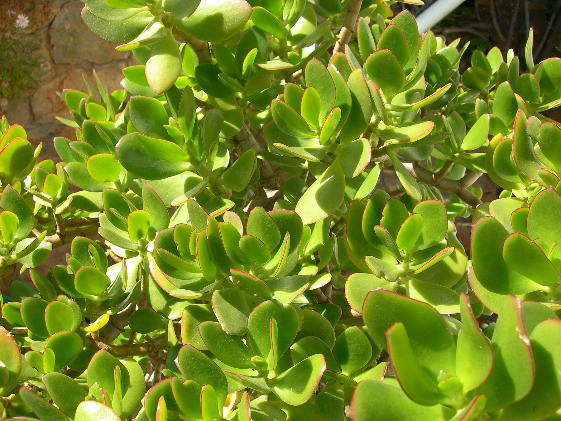 Jade Plant — photo 2