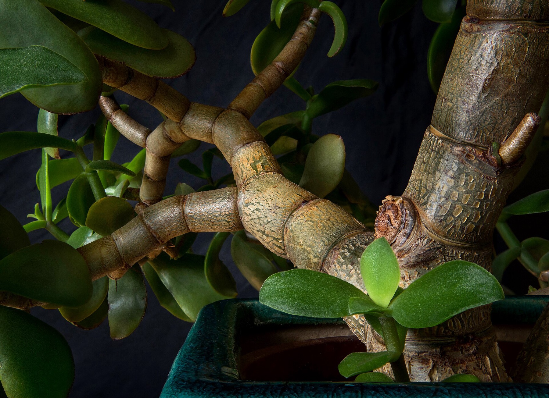Jade Plant — photo 3