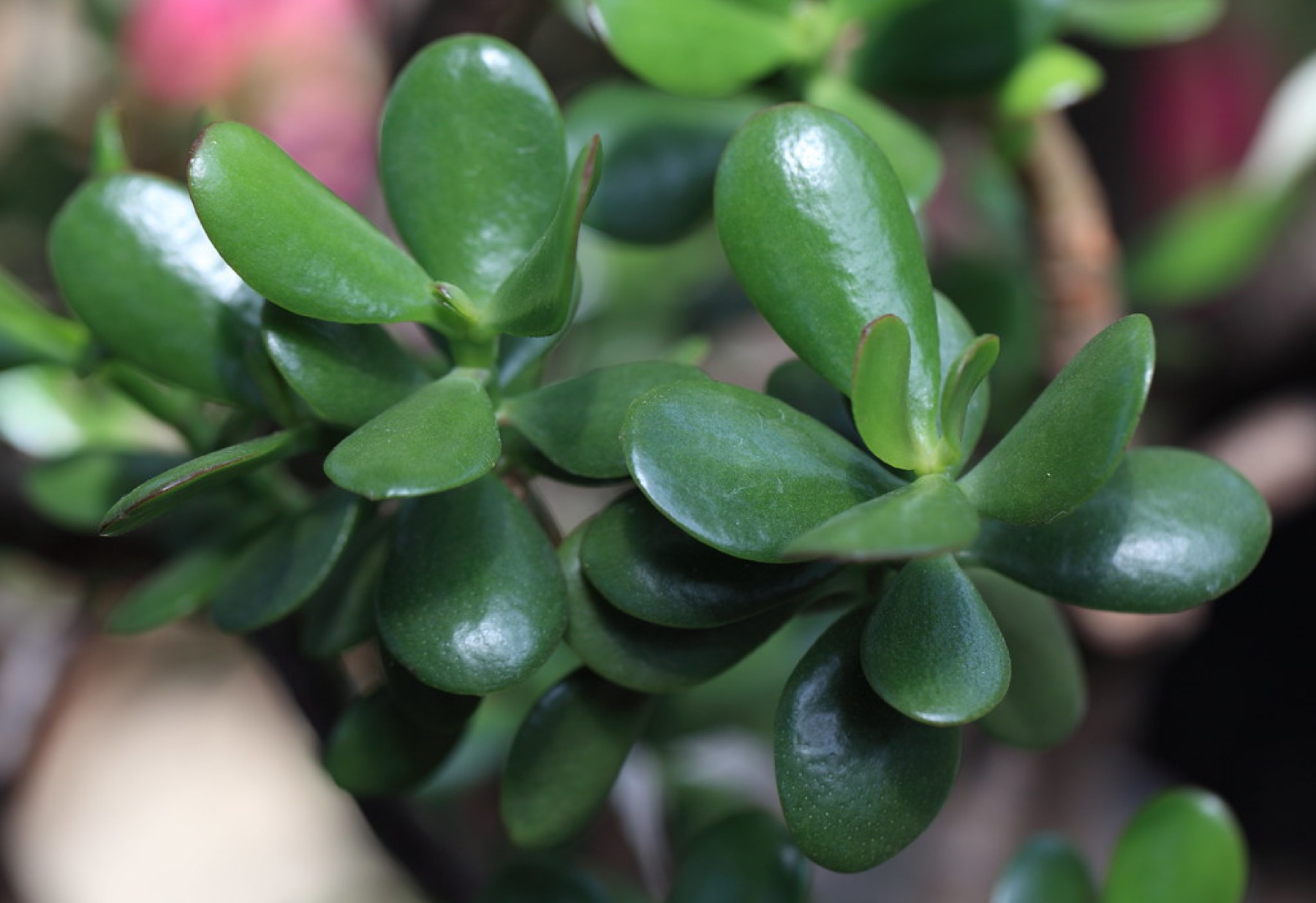 Jade Plant — photo 4