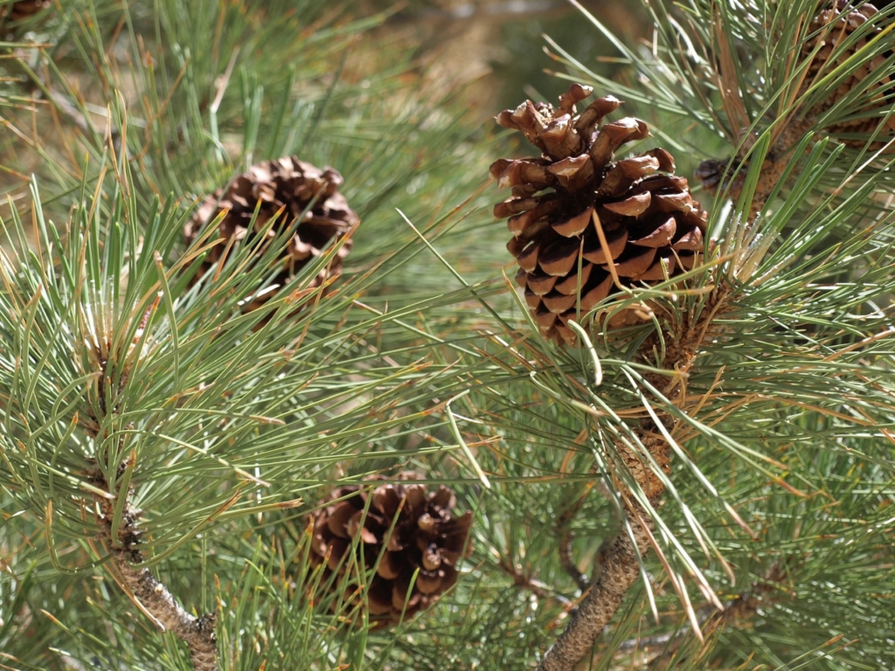 Jeffrey Pine — photo 6