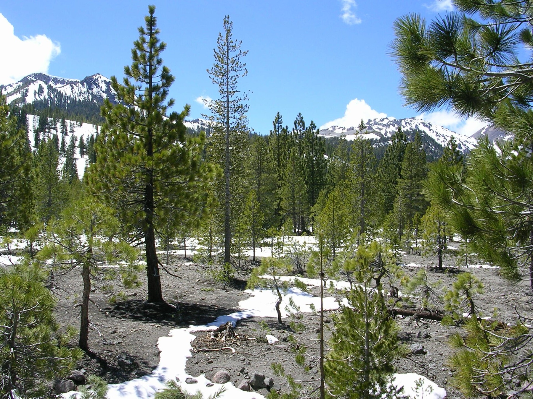 Jeffrey Pine — photo 7