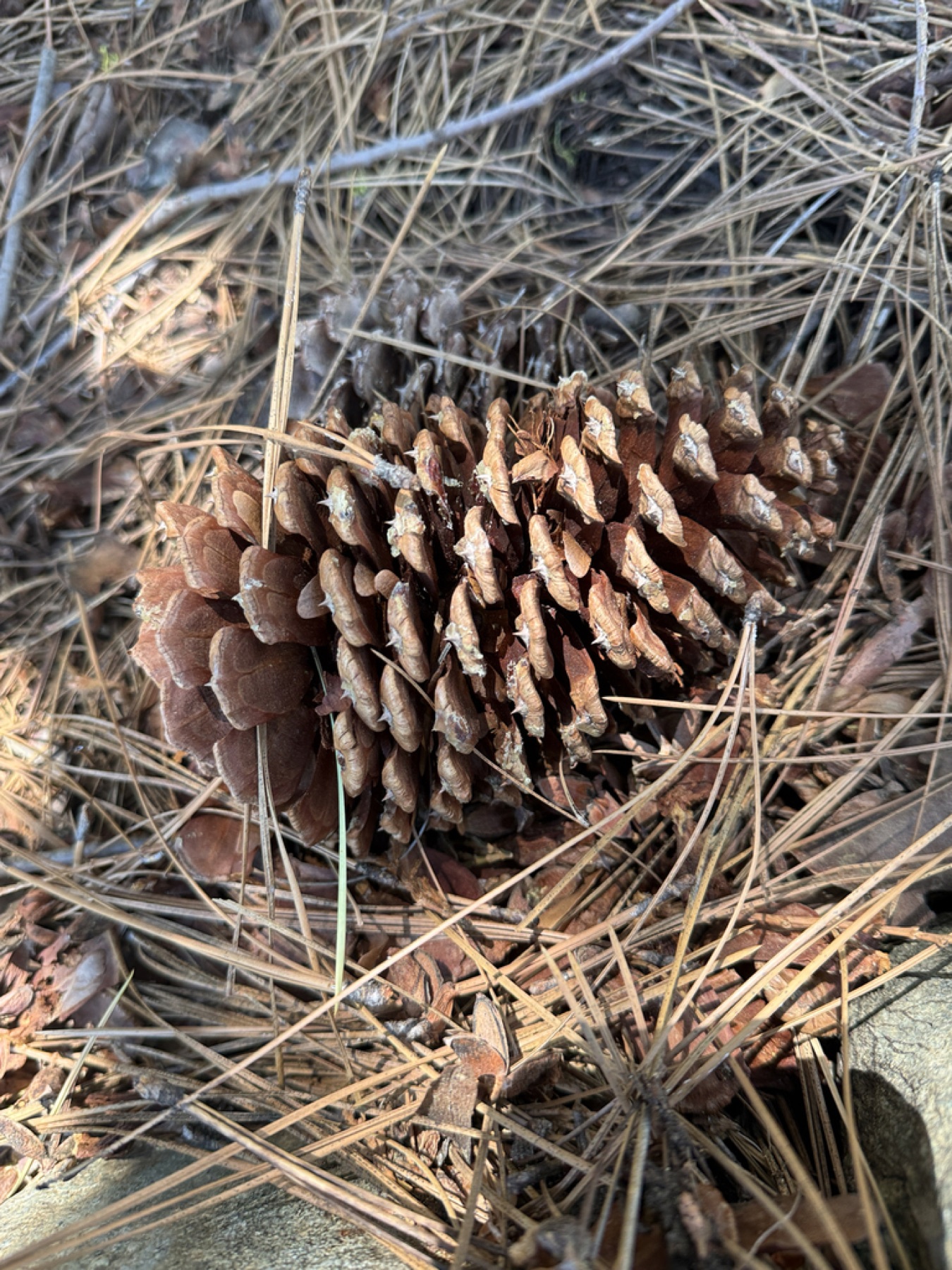 Jeffrey Pine — photo 8
