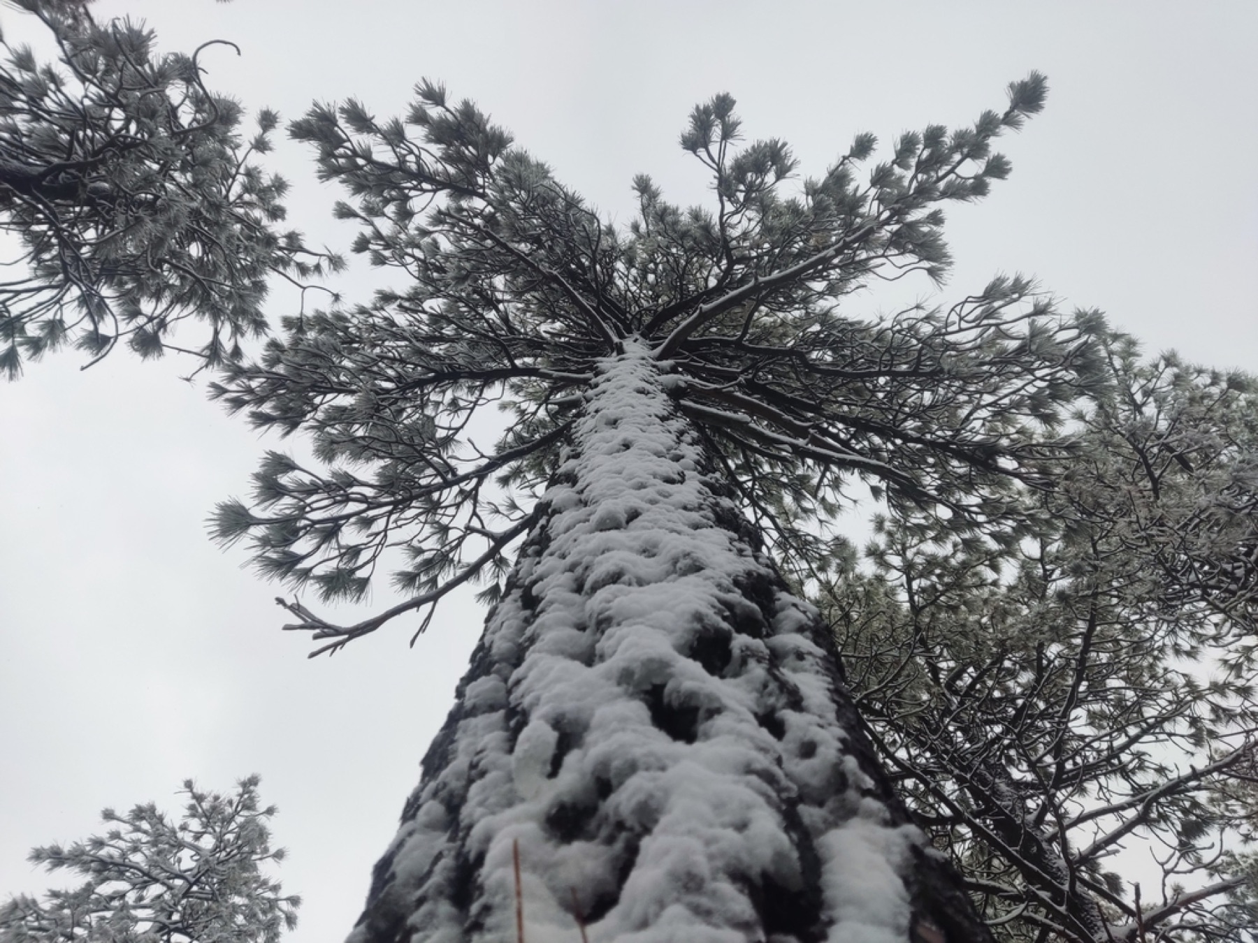 Jeffrey Pine — photo 11