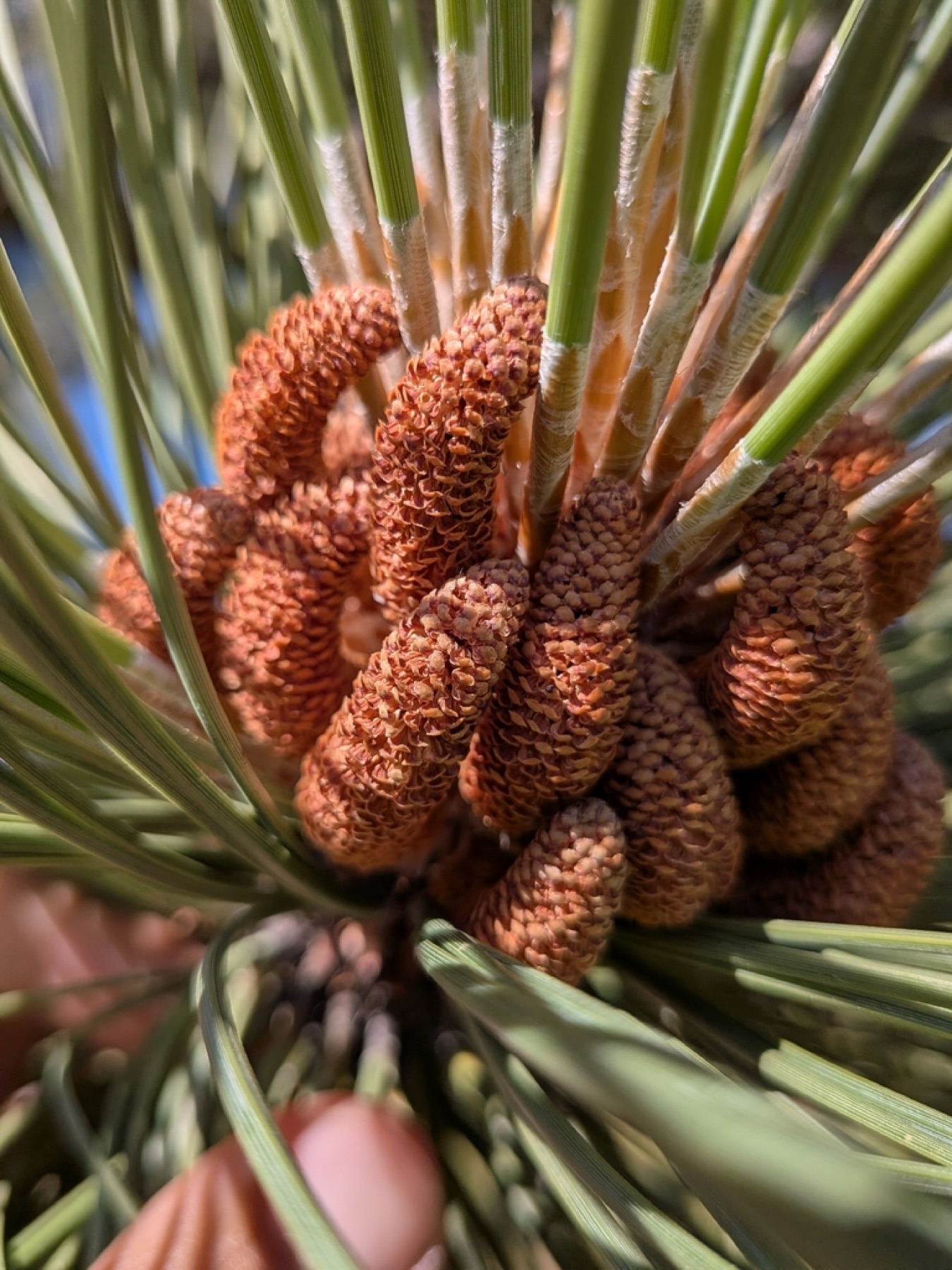 Jeffrey Pine — photo 12