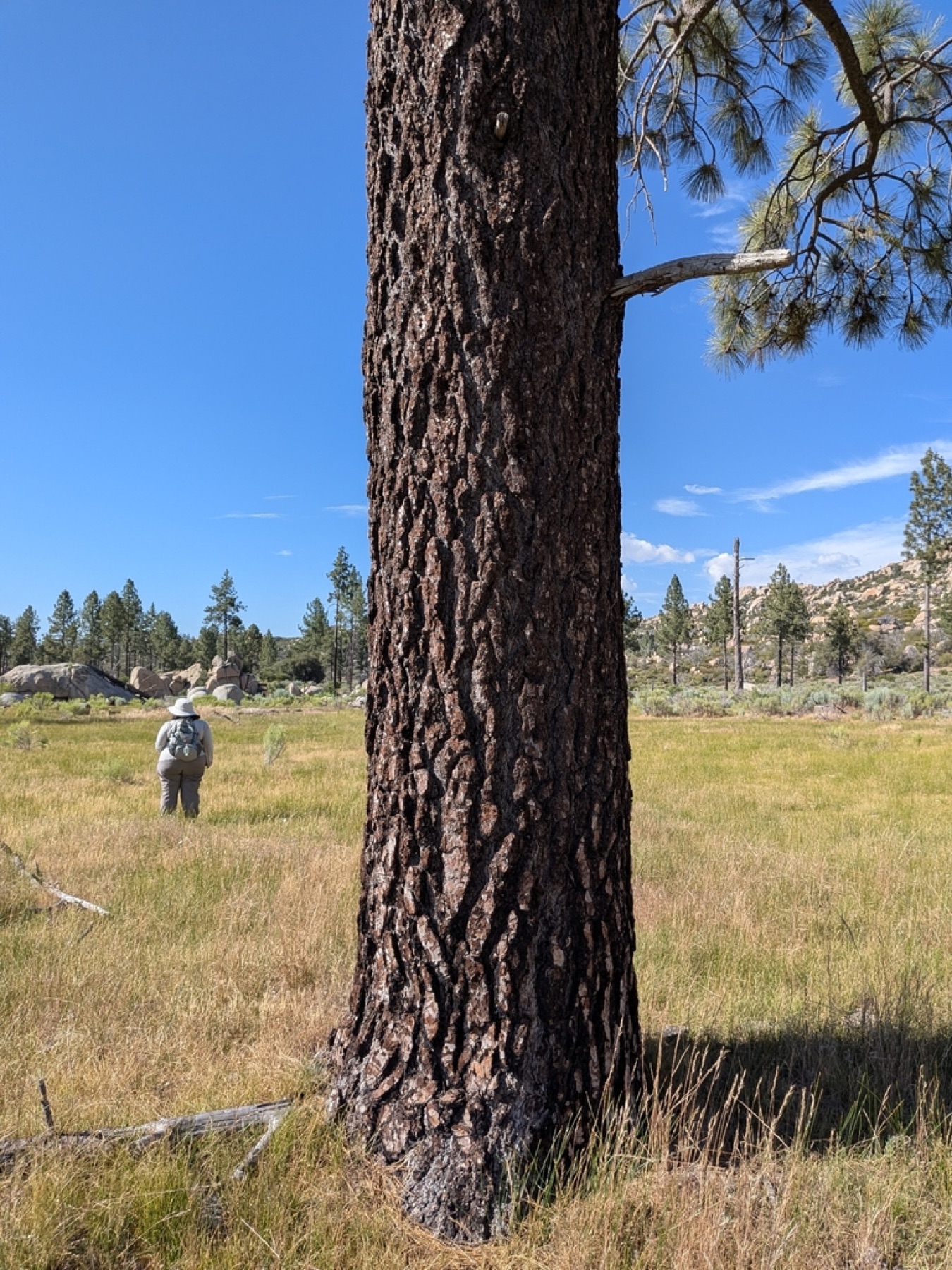 Jeffrey Pine — photo 13