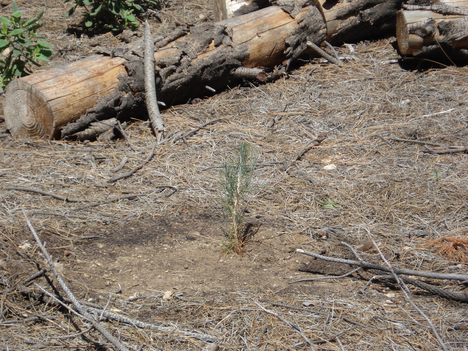 Jeffrey Pine — photo 14