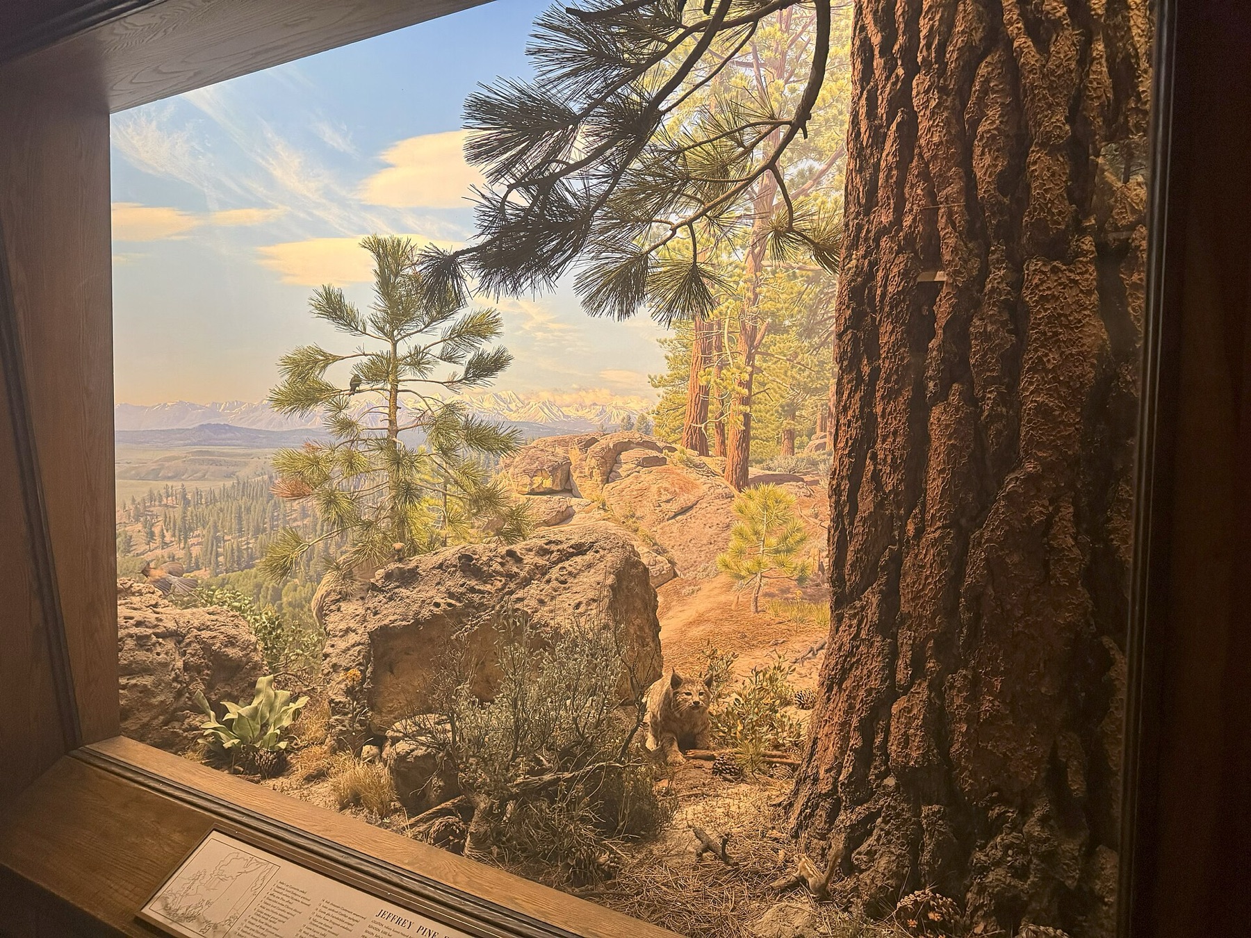 Jeffrey Pine — photo 15
