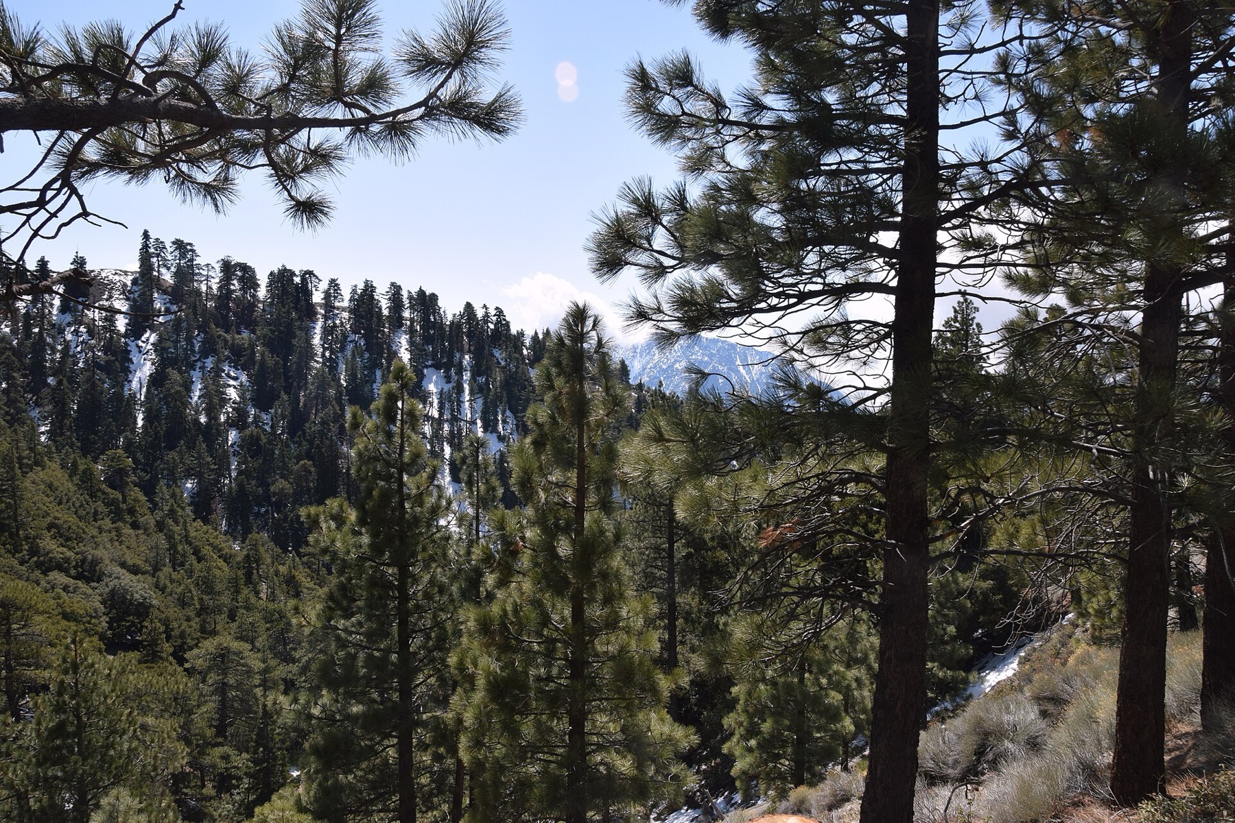 Jeffrey Pine — photo 16