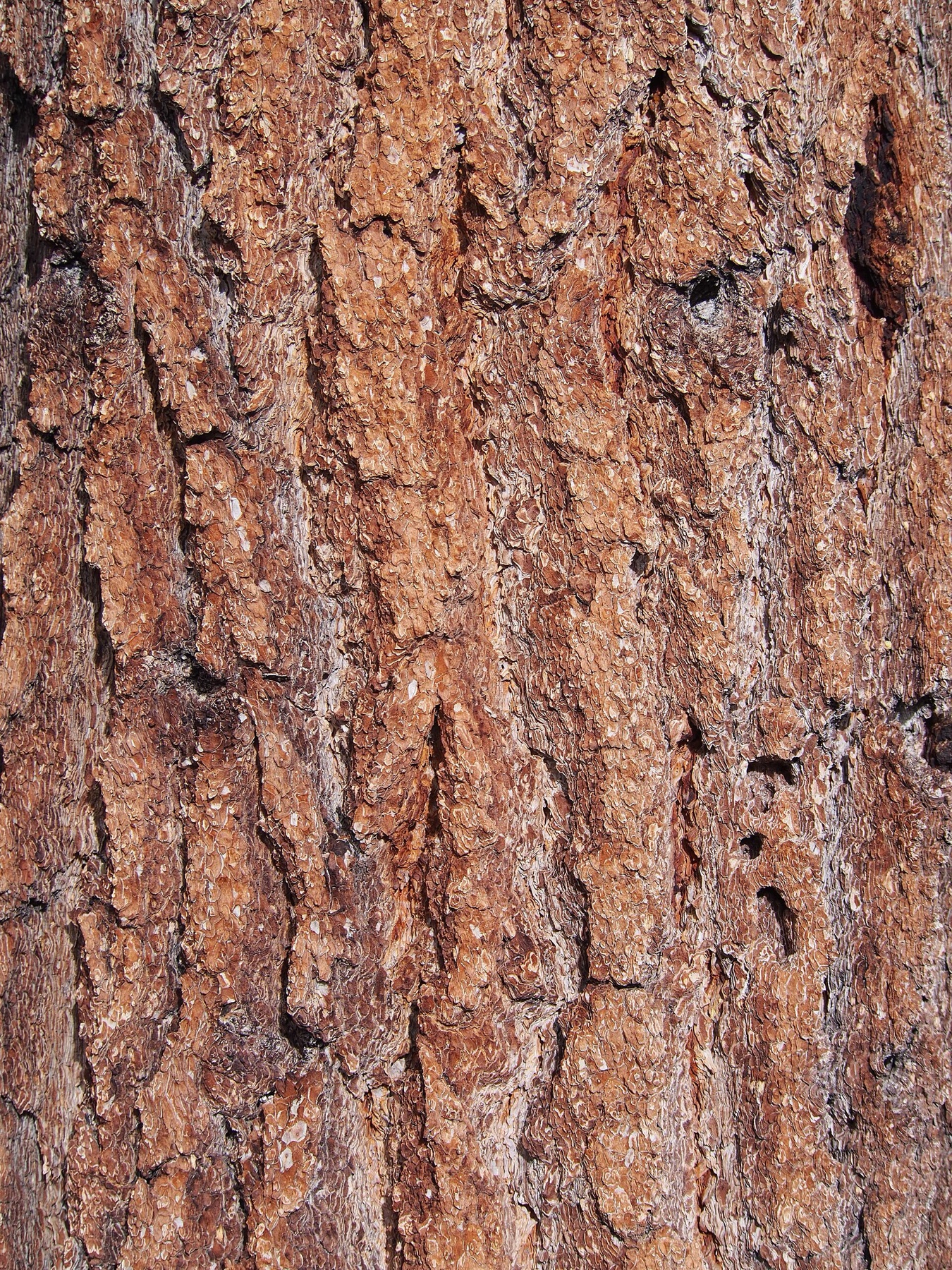 Jeffrey Pine — photo 17
