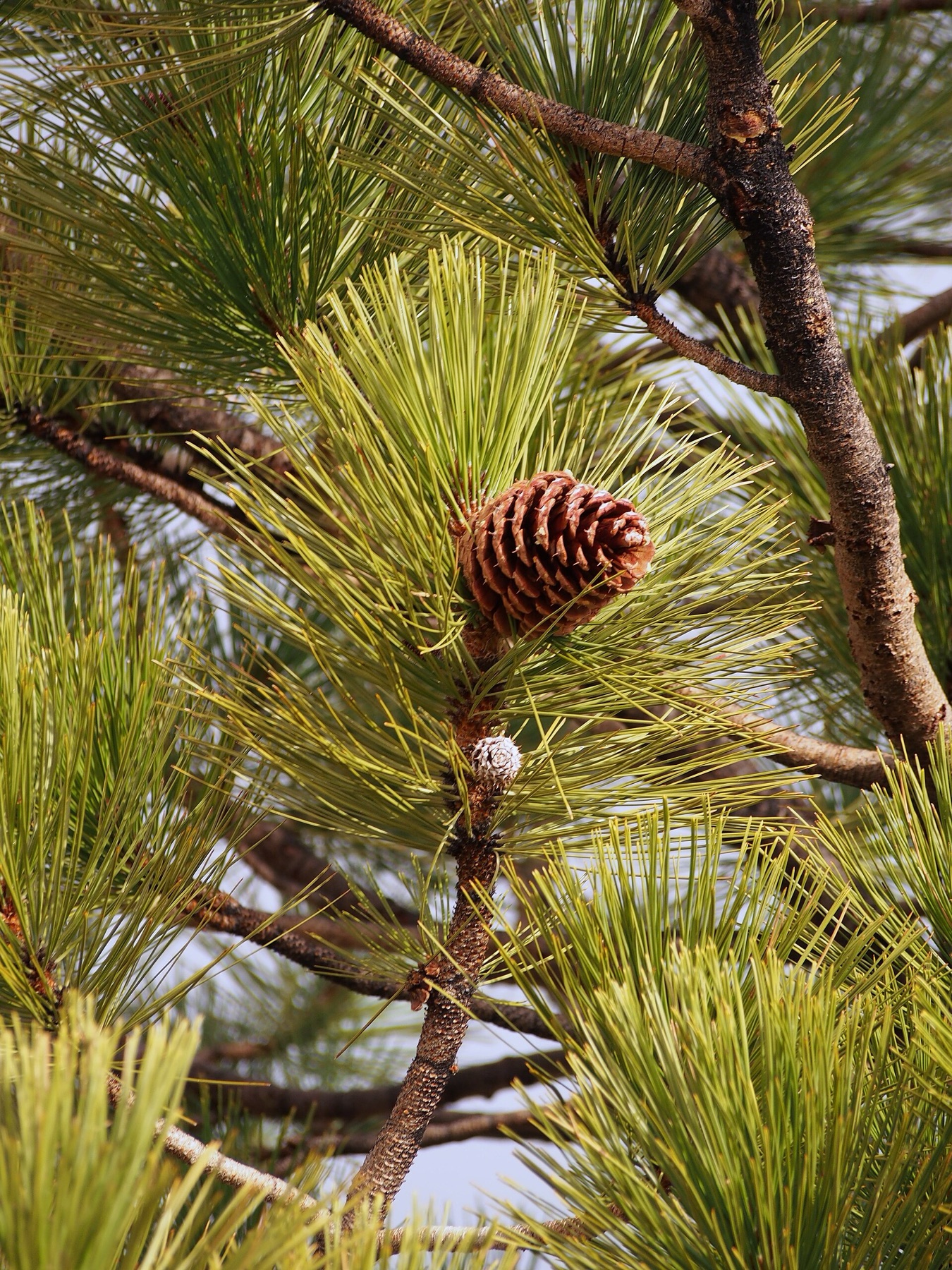 Jeffrey Pine — photo 18