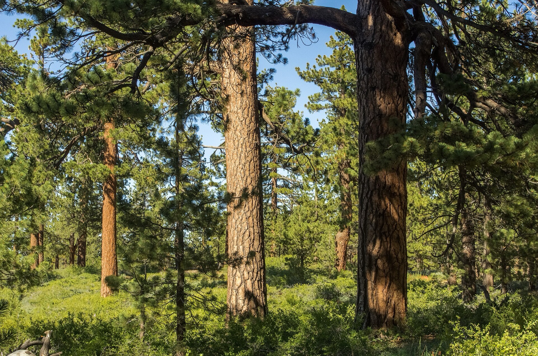 Jeffrey Pine — photo 19
