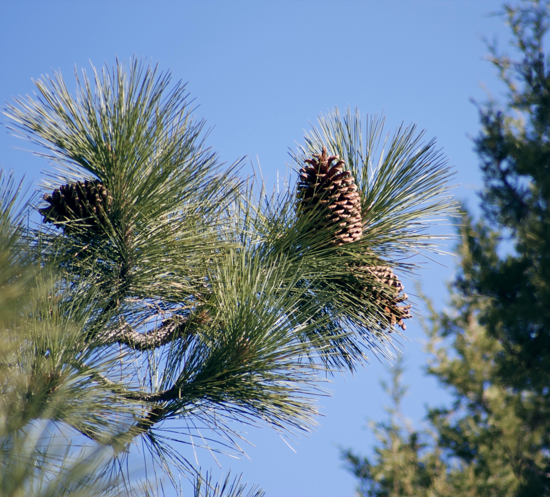 Jeffrey Pine — photo 20