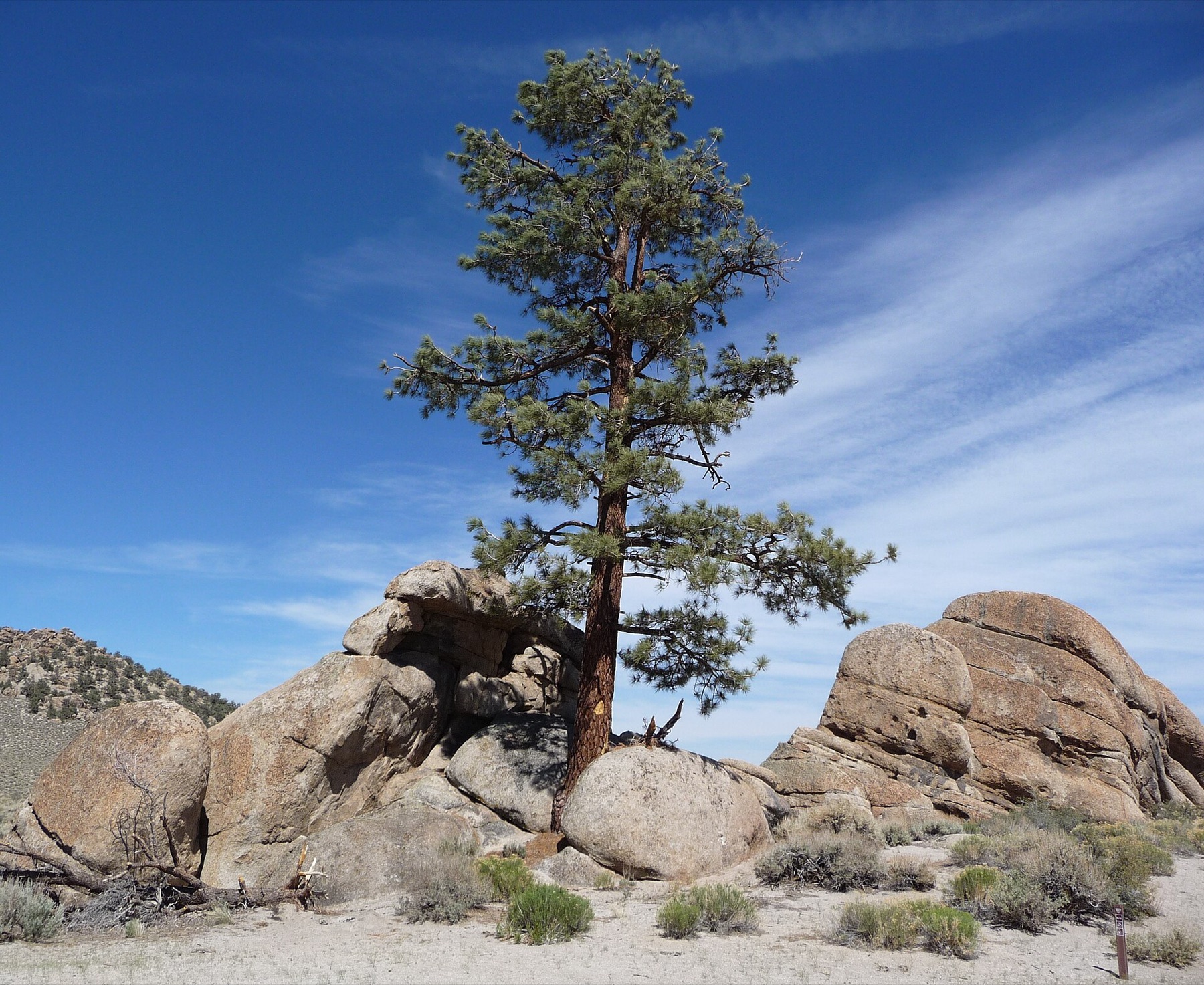 Jeffrey Pine — photo 21