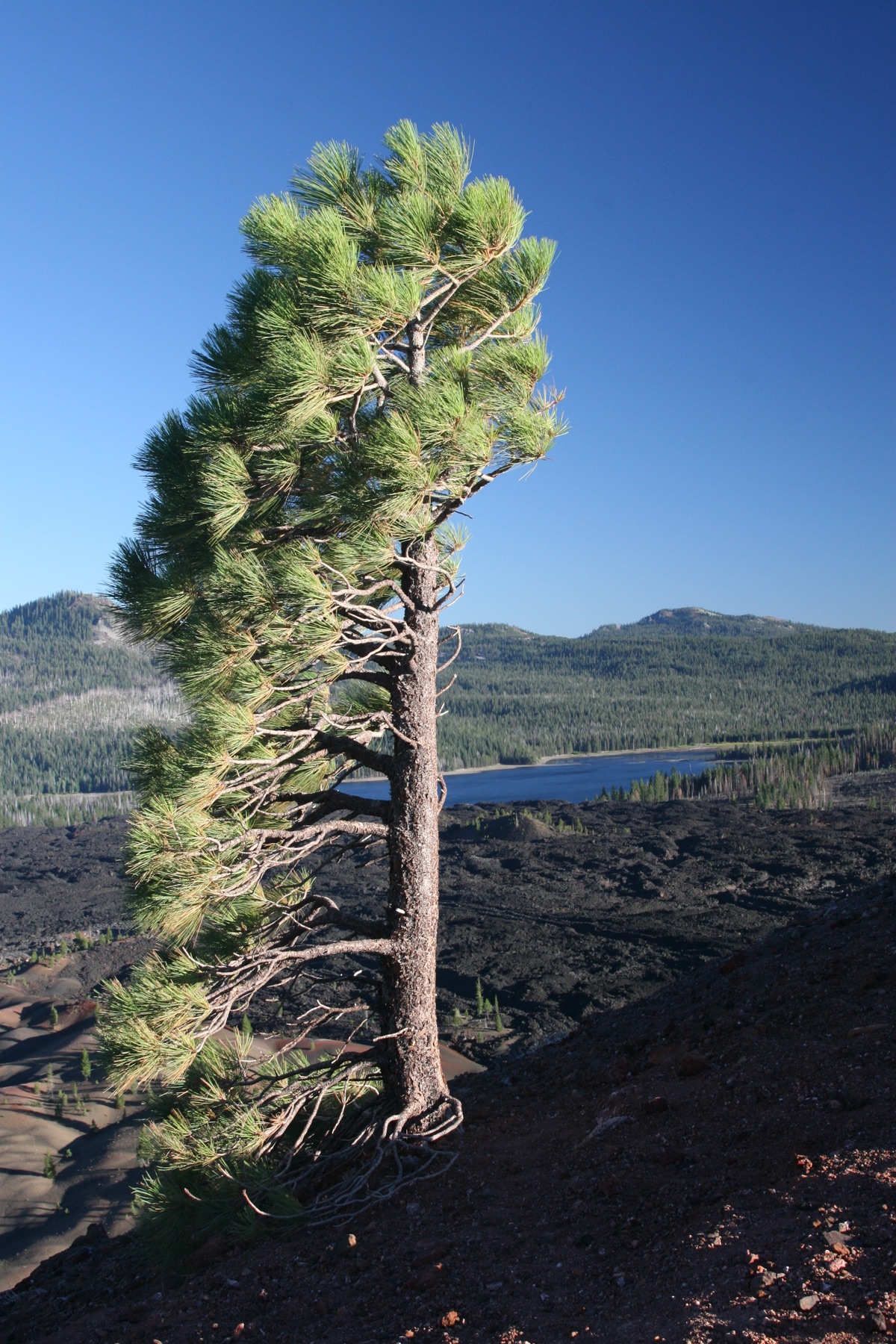 Jeffrey Pine — photo 22