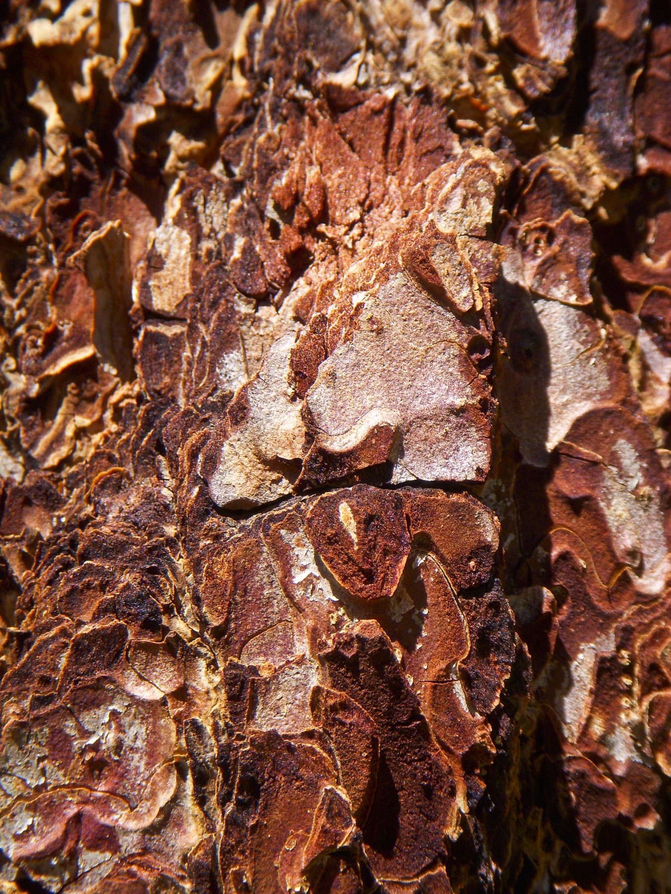 Jeffrey Pine — photo 23