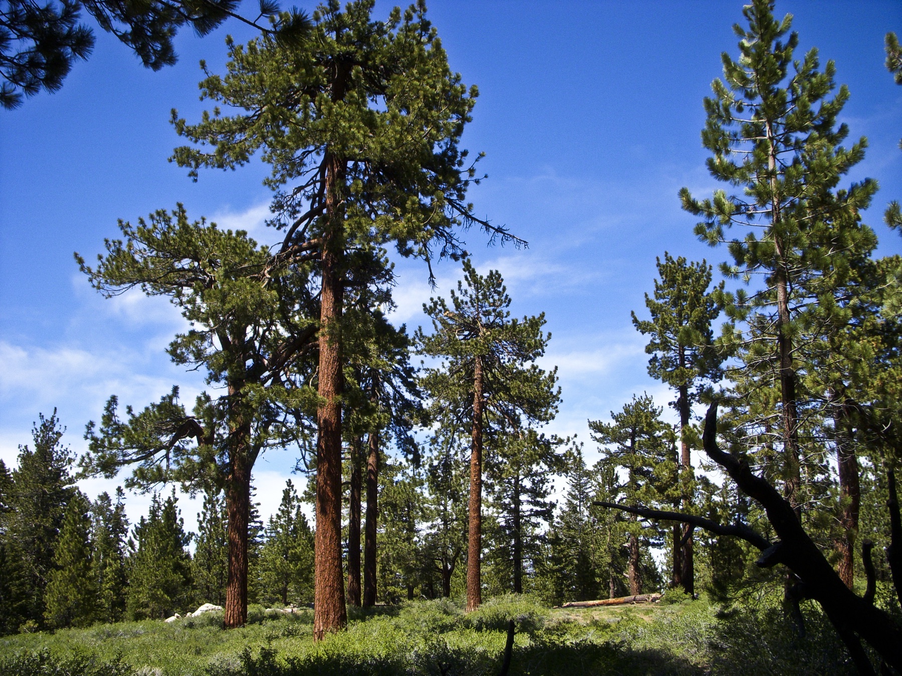 Jeffrey Pine — photo 24
