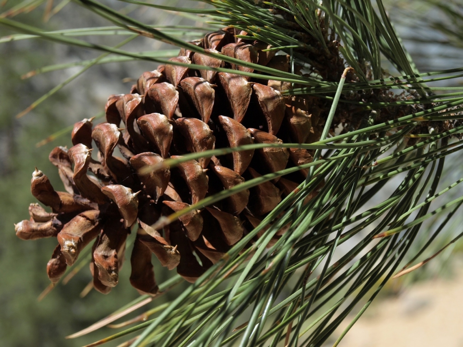 Needles / scales — e.g. Jeffrey Pine