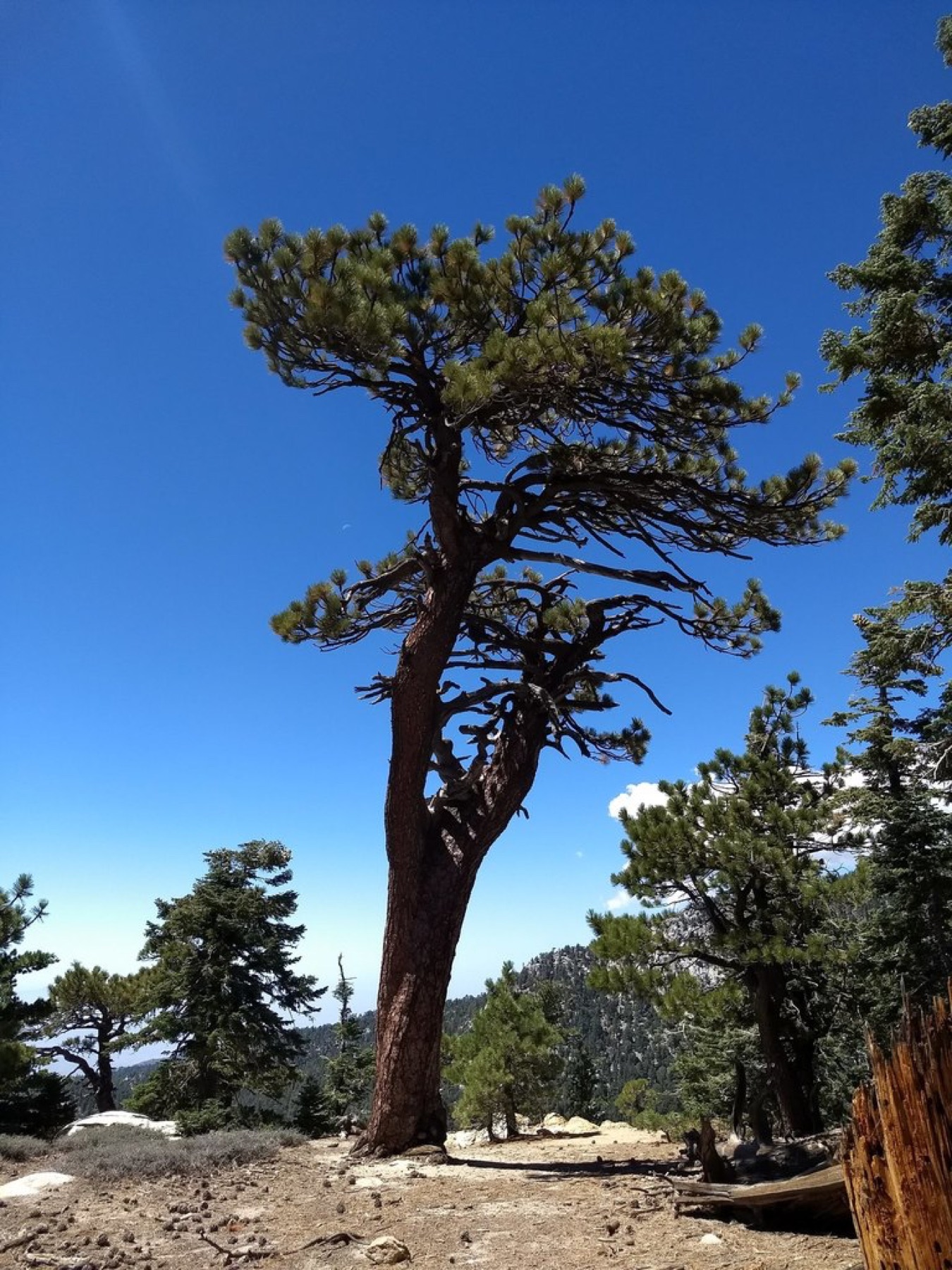 Jeffrey Pine — photo 2