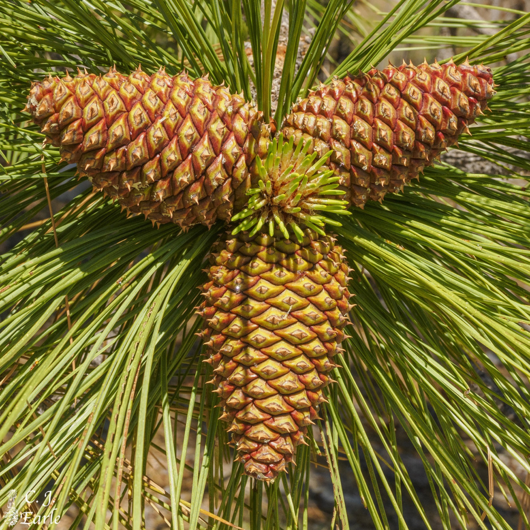 Jeffrey Pine — photo 3