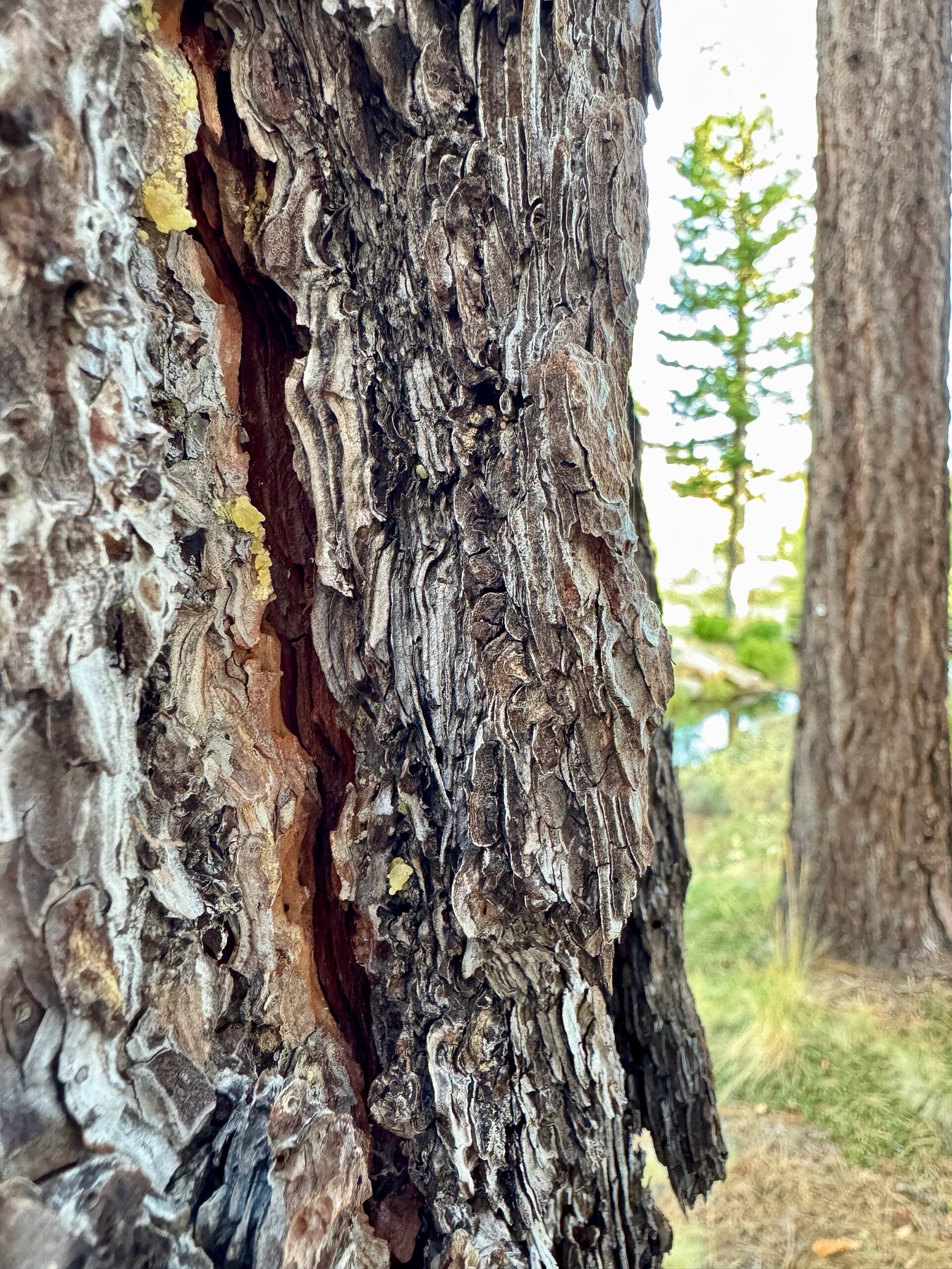 Jeffrey Pine — photo 5