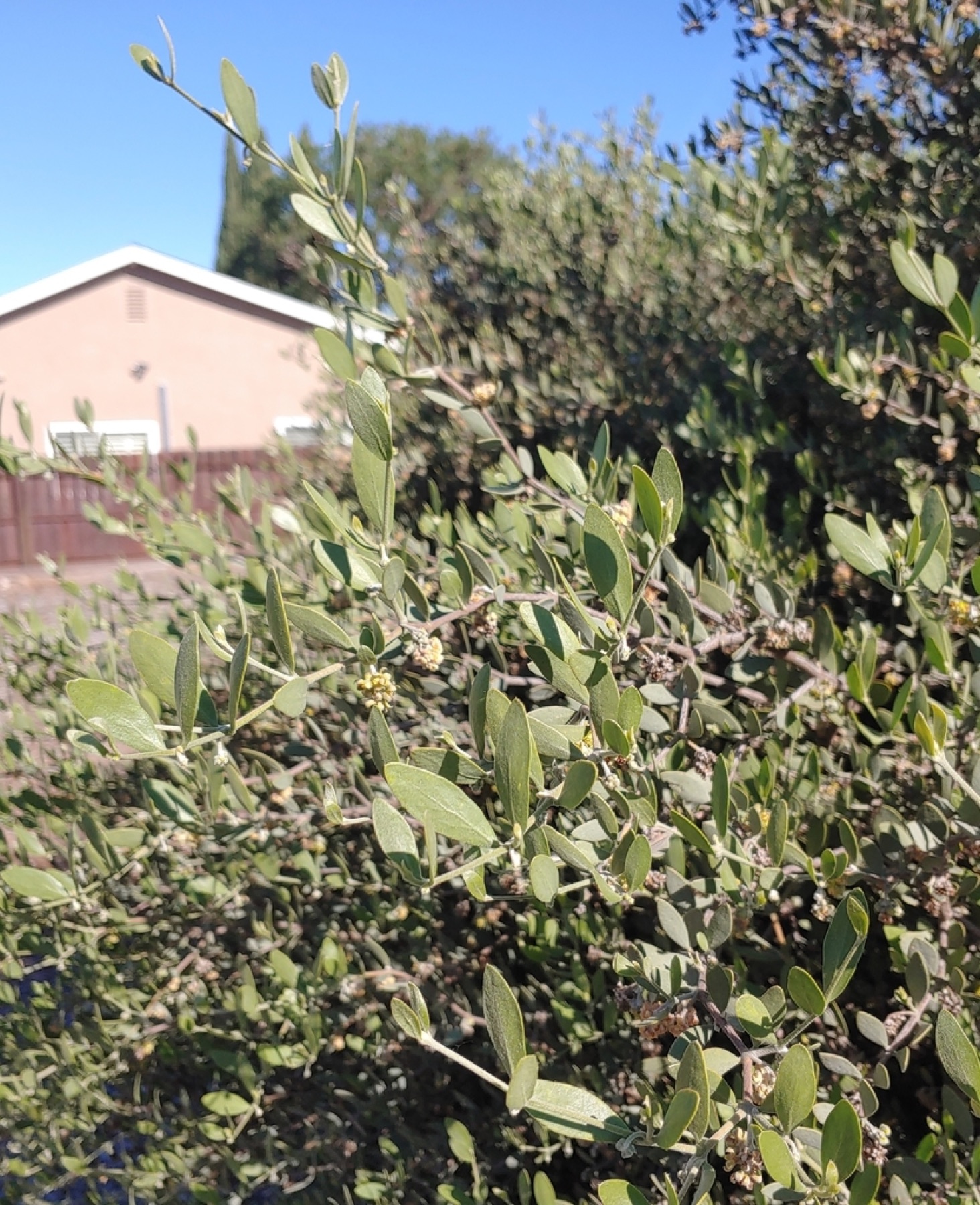 Jojoba — photo 6