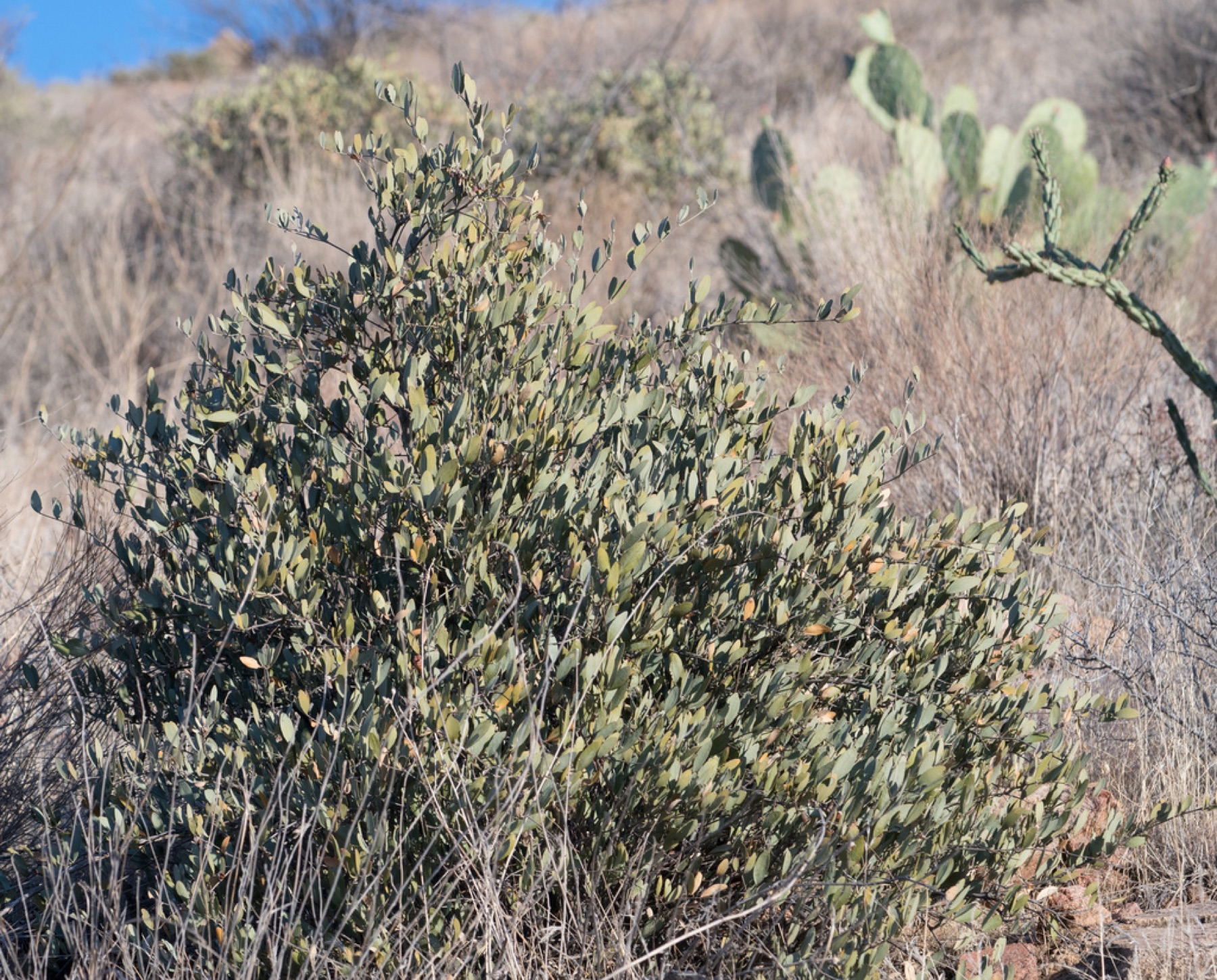 Jojoba — photo 7