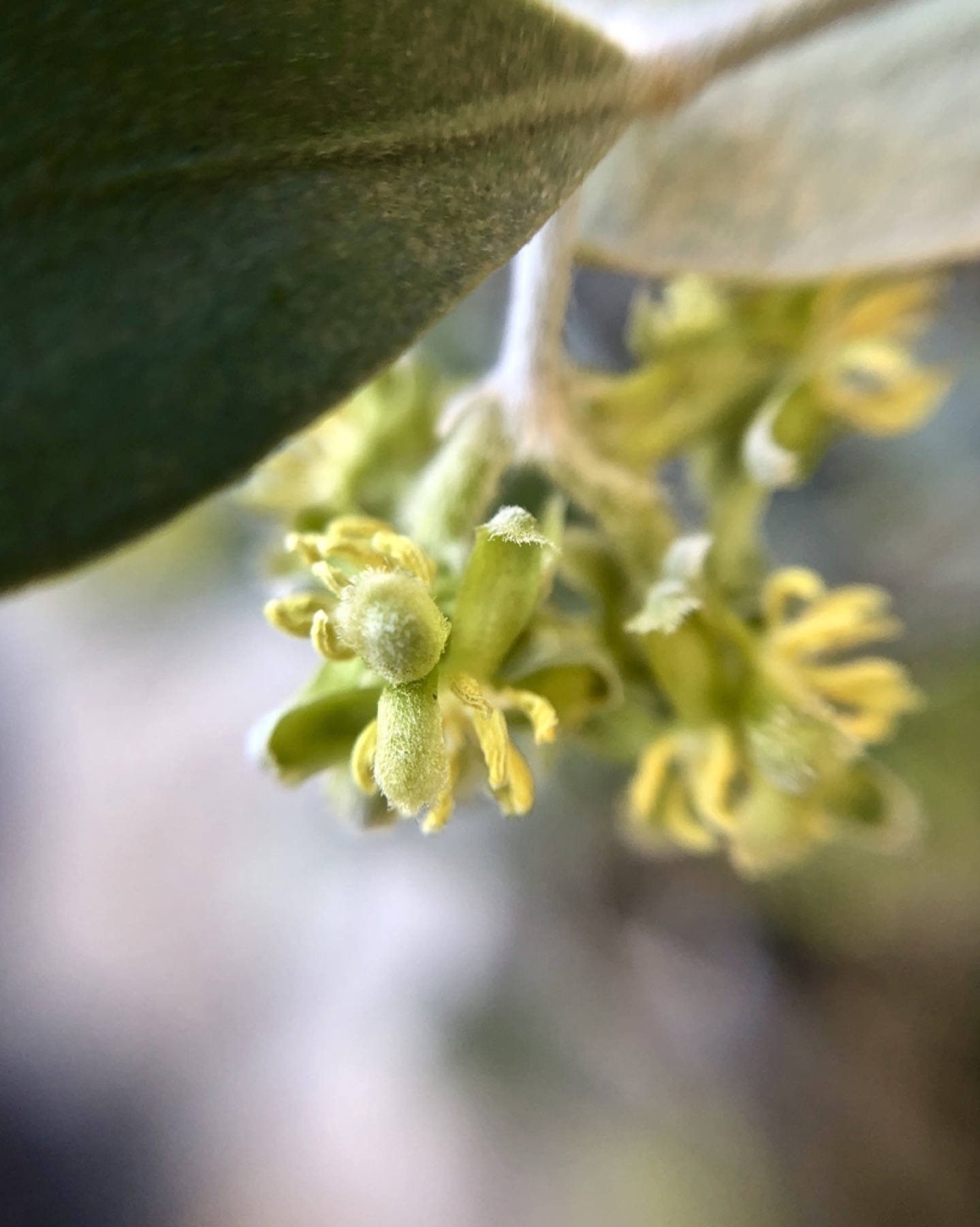 Jojoba — photo 8