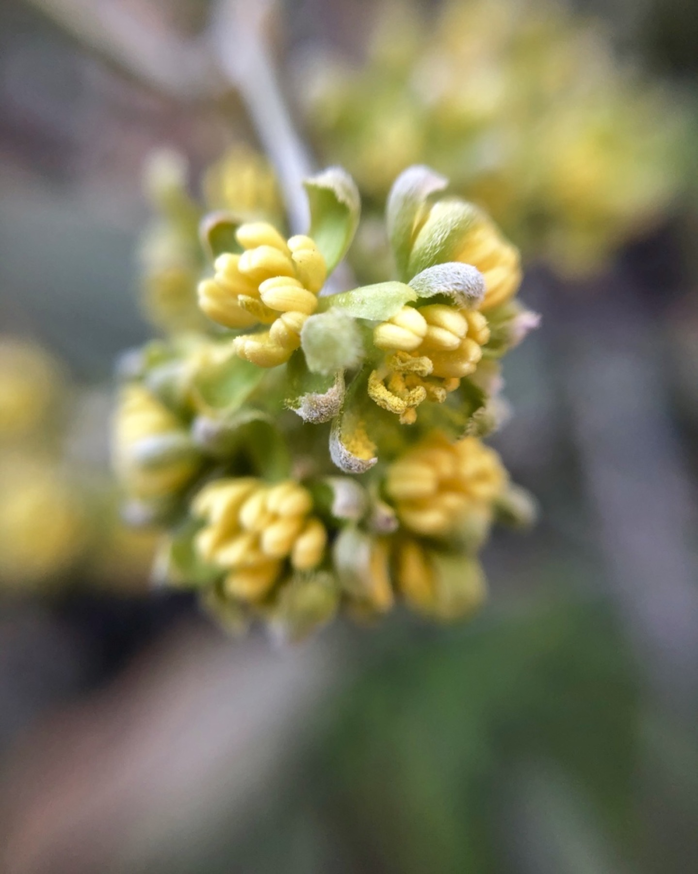 Jojoba — photo 9