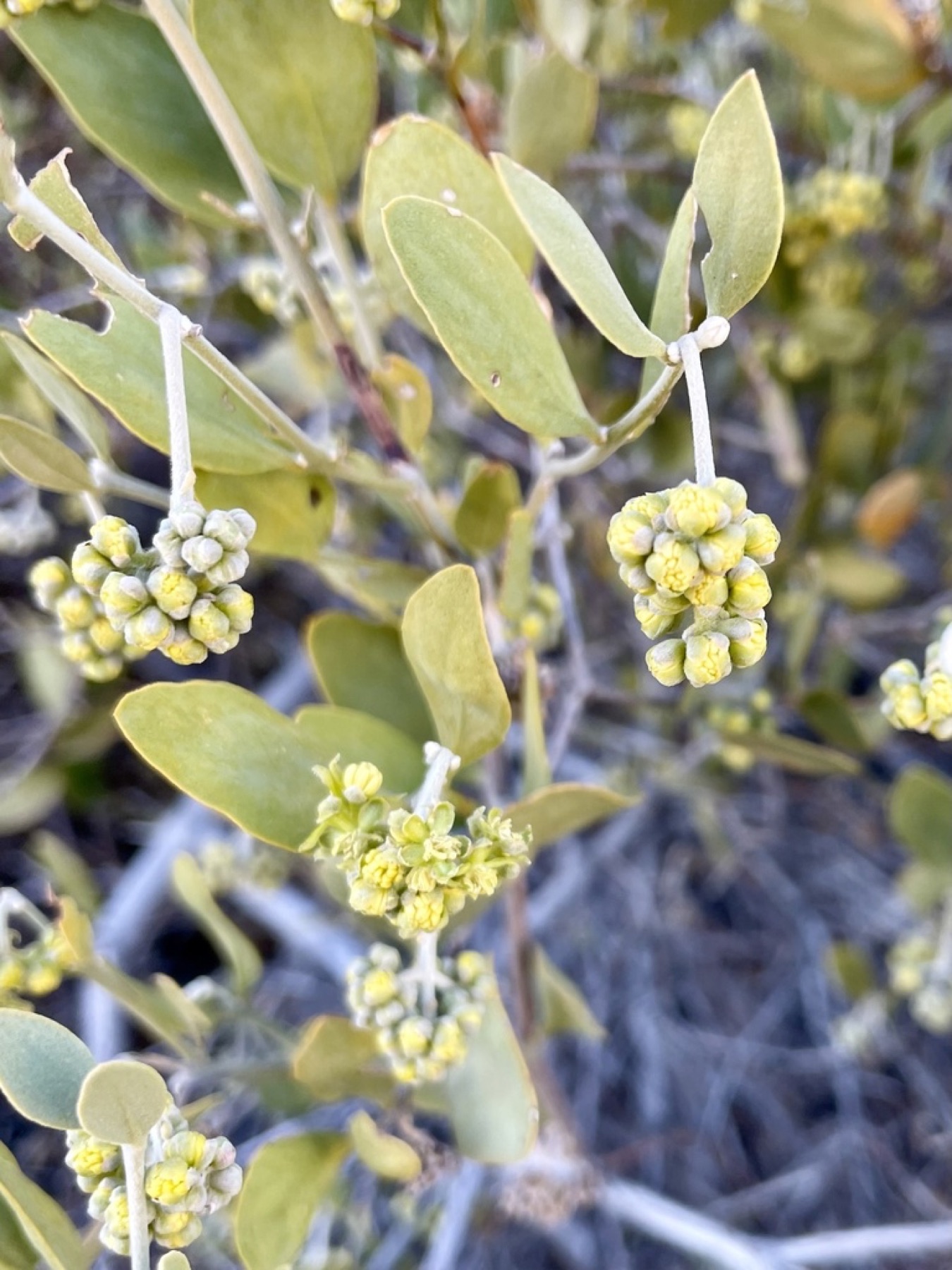 Jojoba — photo 10