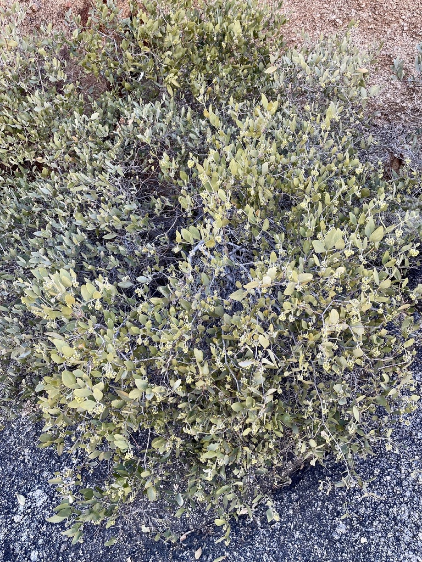Jojoba — photo 11