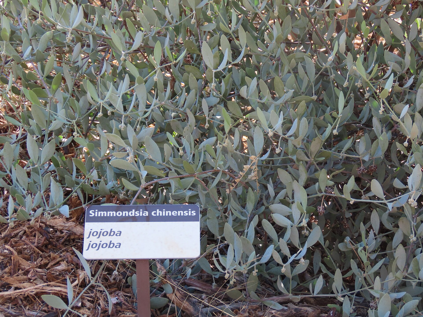 Jojoba — photo 12