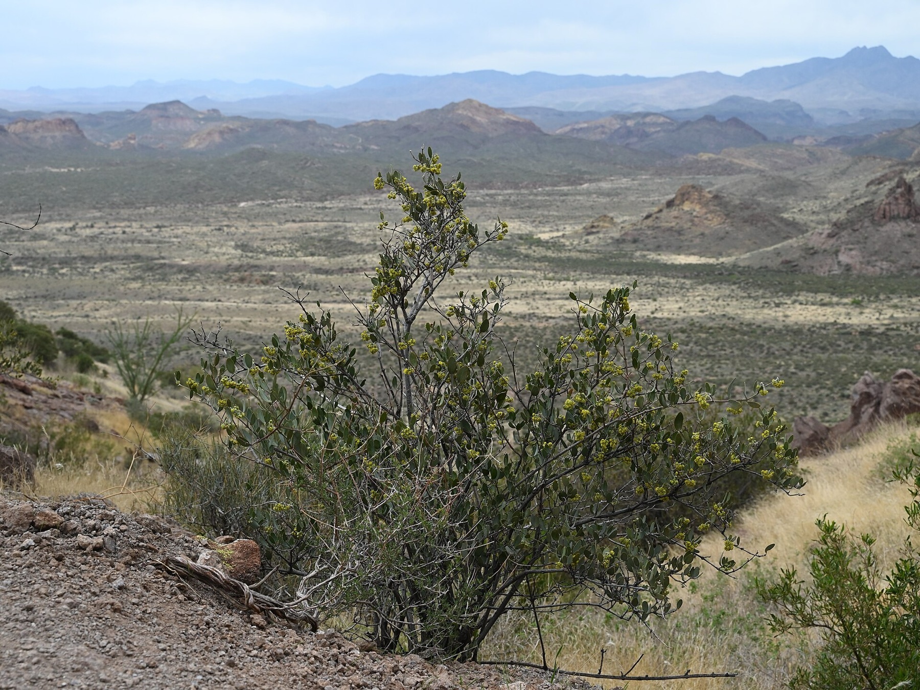Jojoba — photo 13