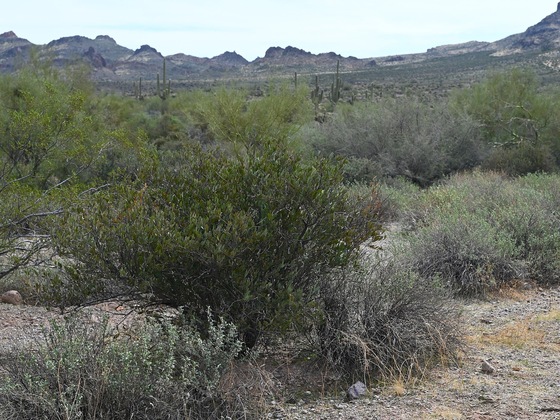 Jojoba — photo 14