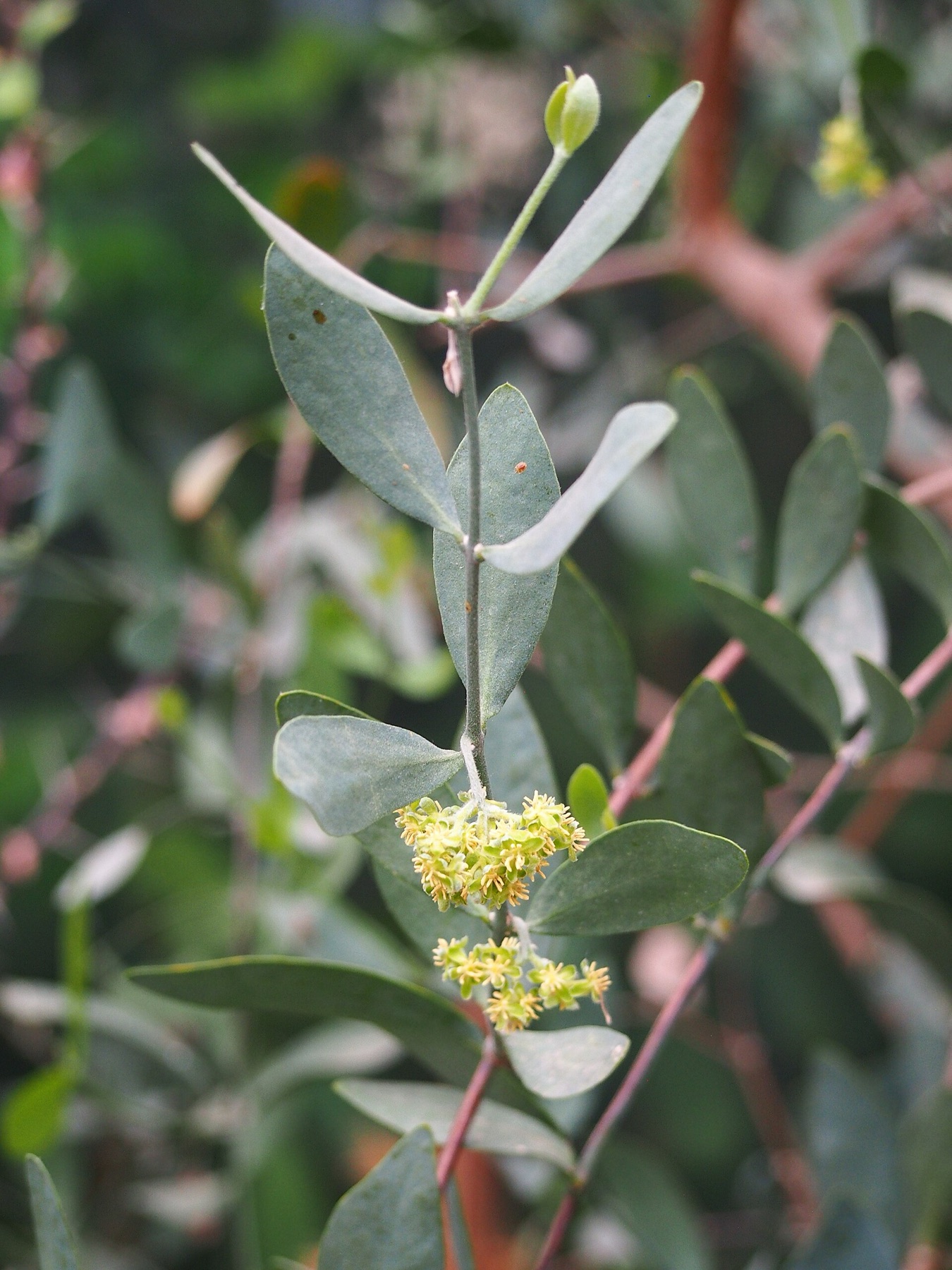 Jojoba — photo 15