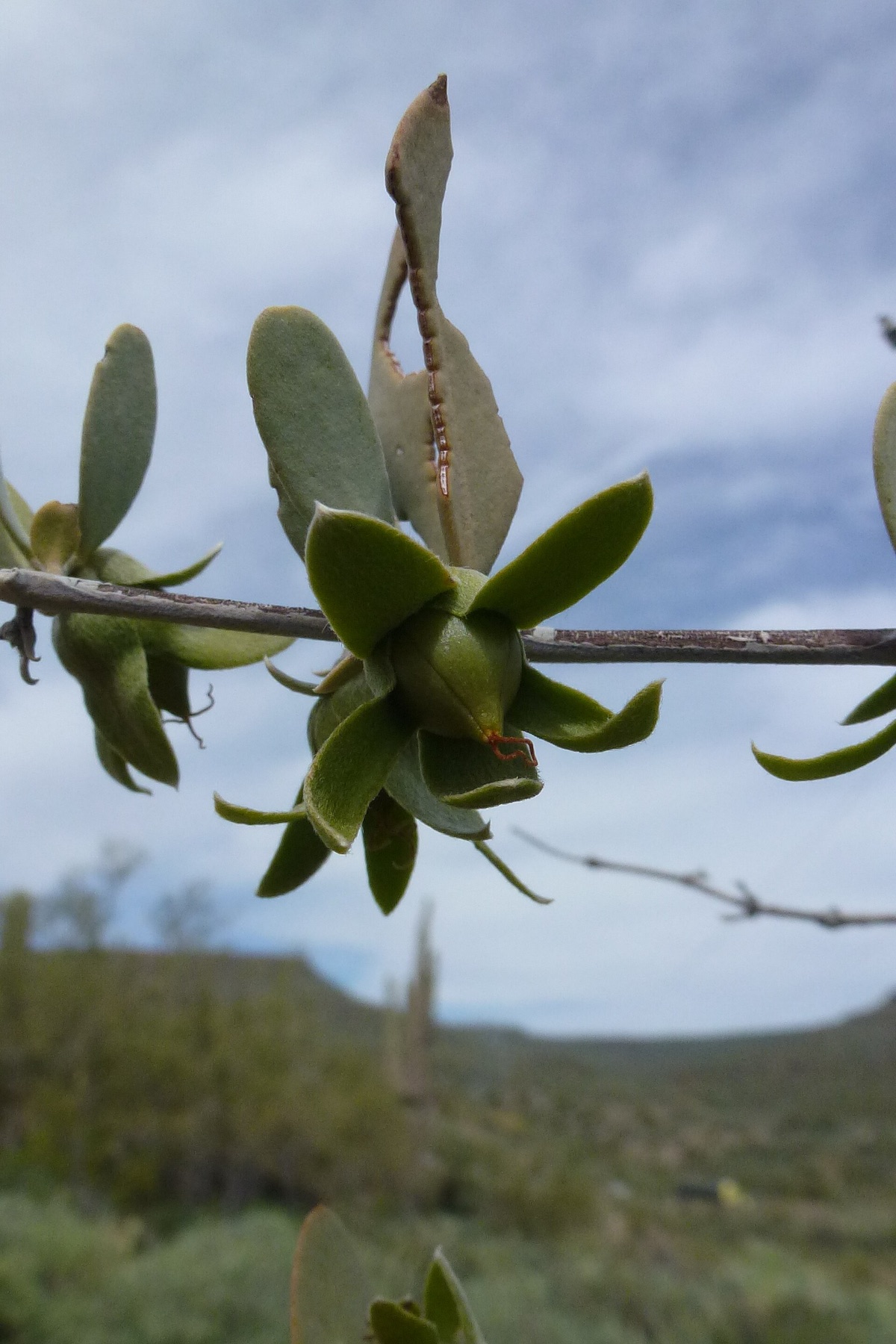 Jojoba — photo 16