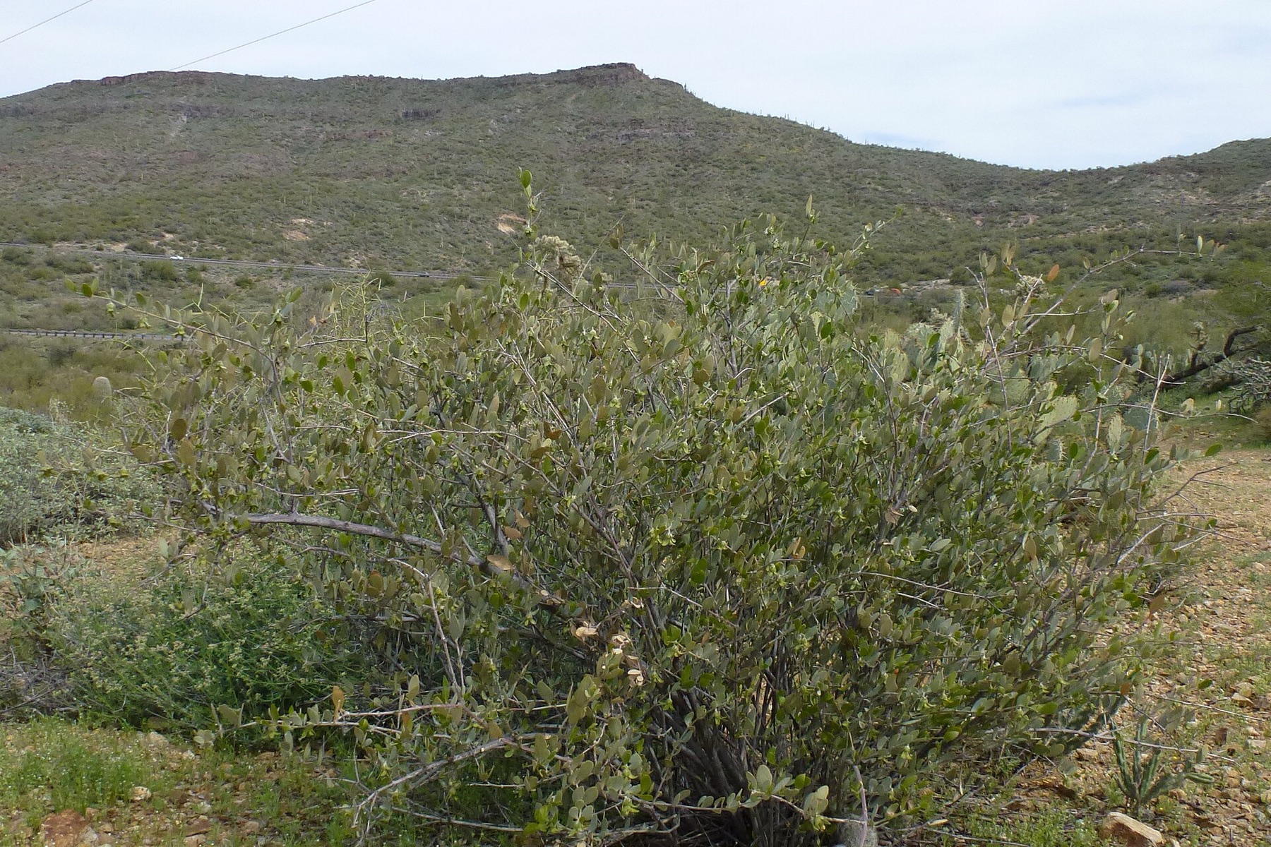 Jojoba — photo 17
