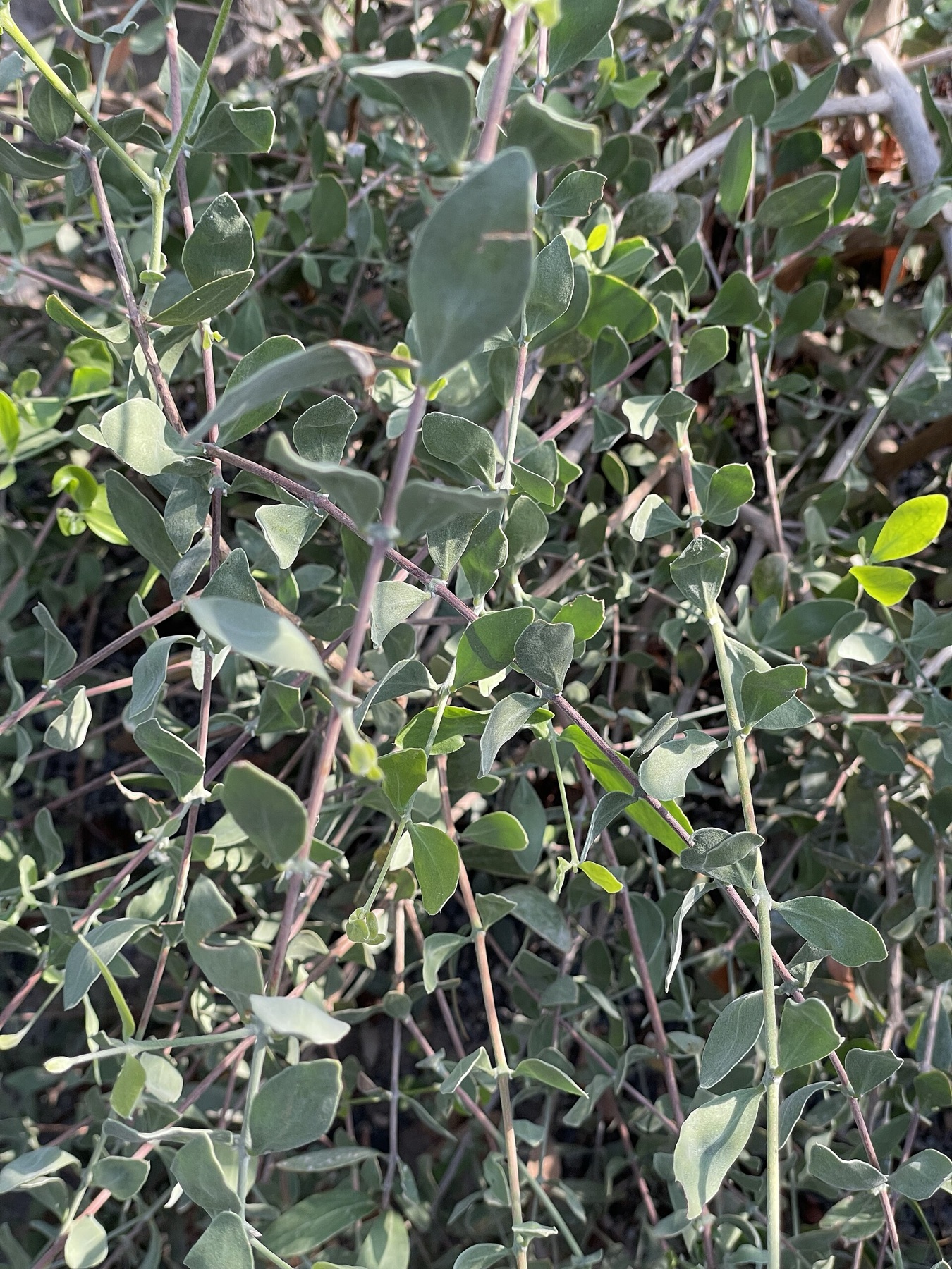 Jojoba — photo 18
