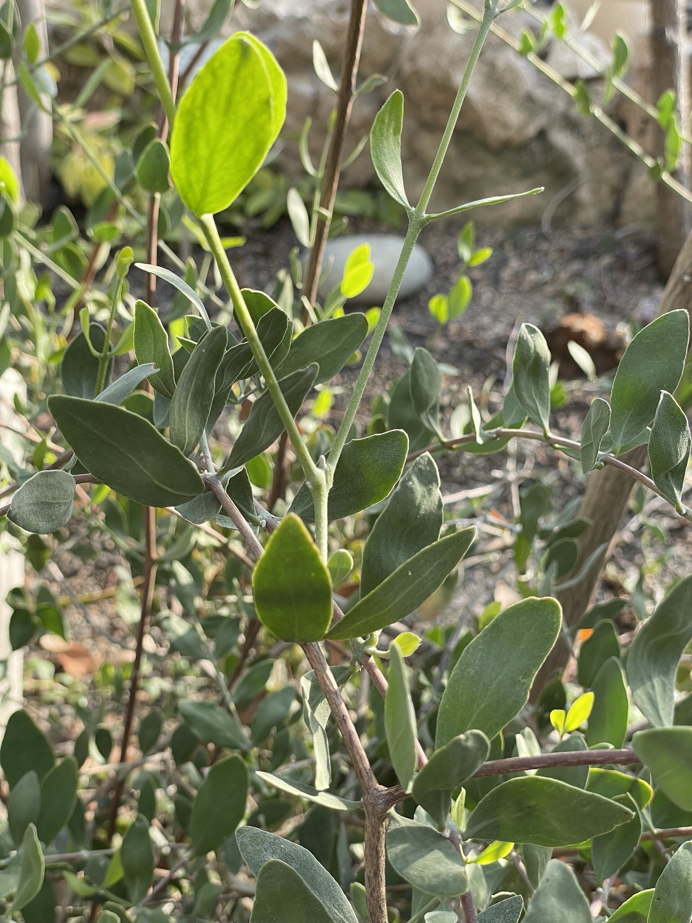 Jojoba — photo 19