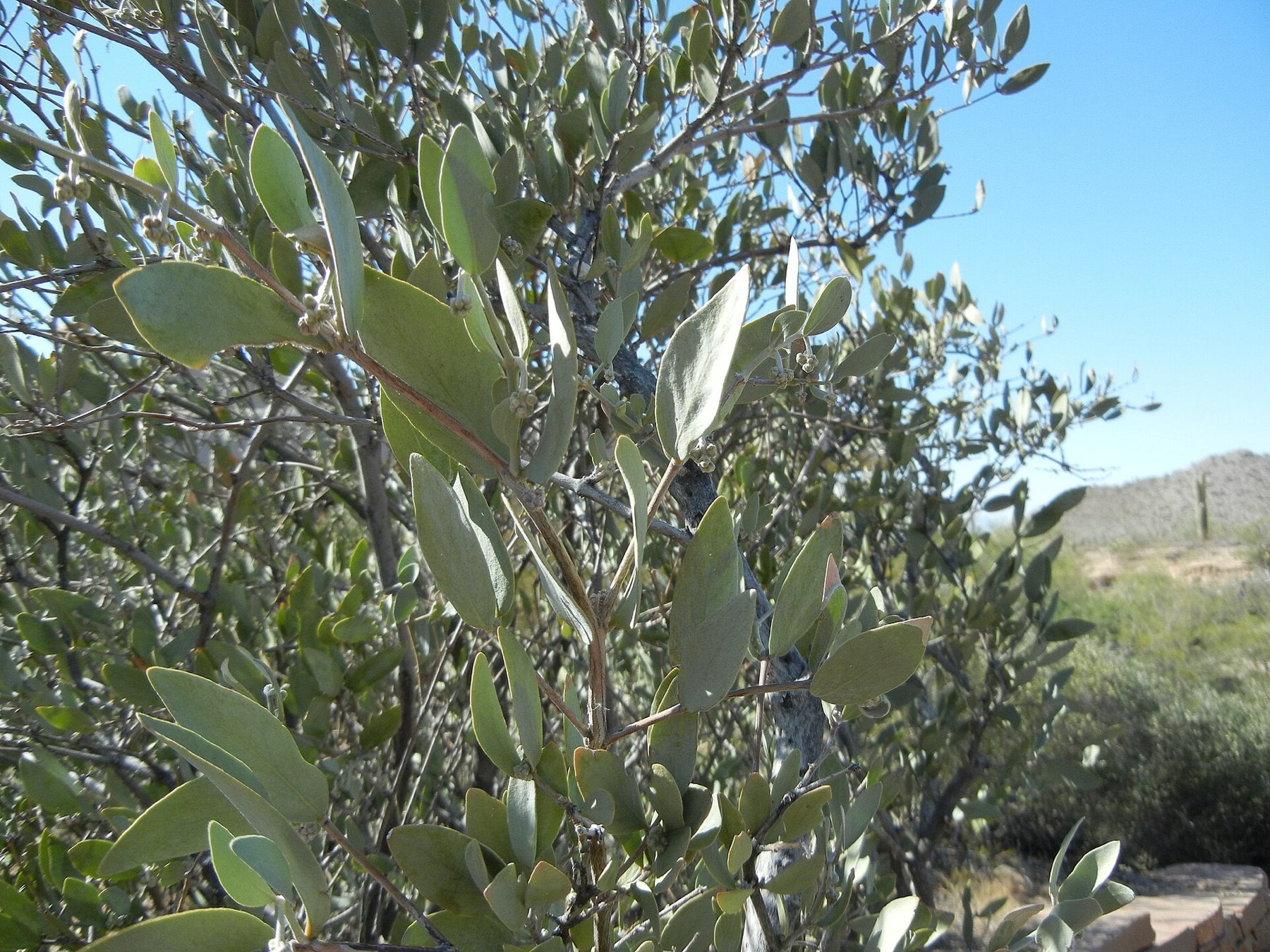 Jojoba — photo 20