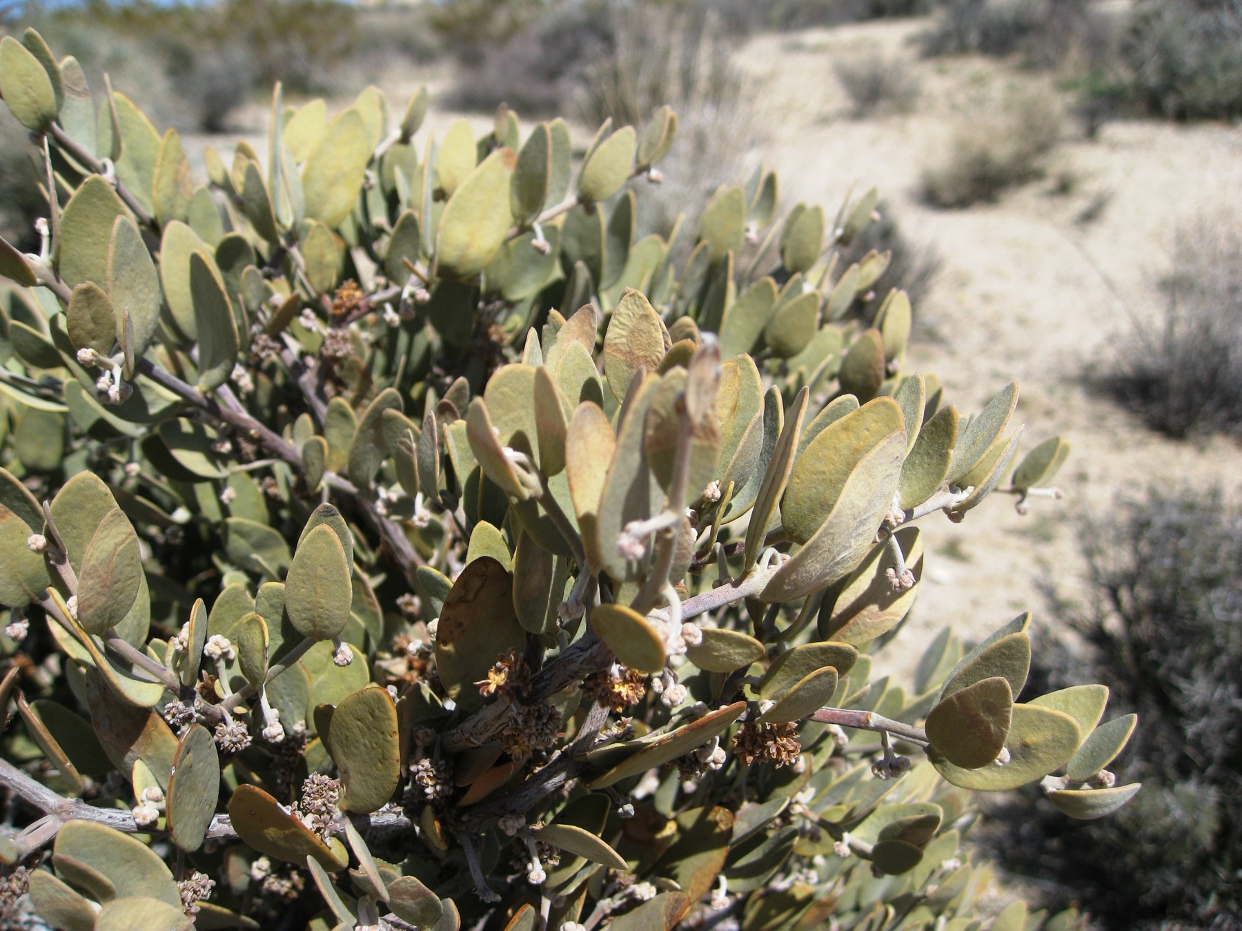 Jojoba — photo 21