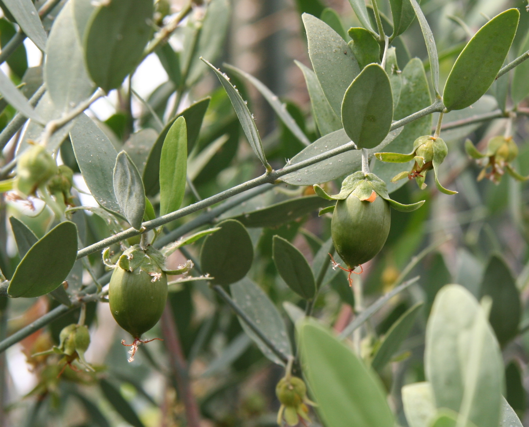 Jojoba — photo 23