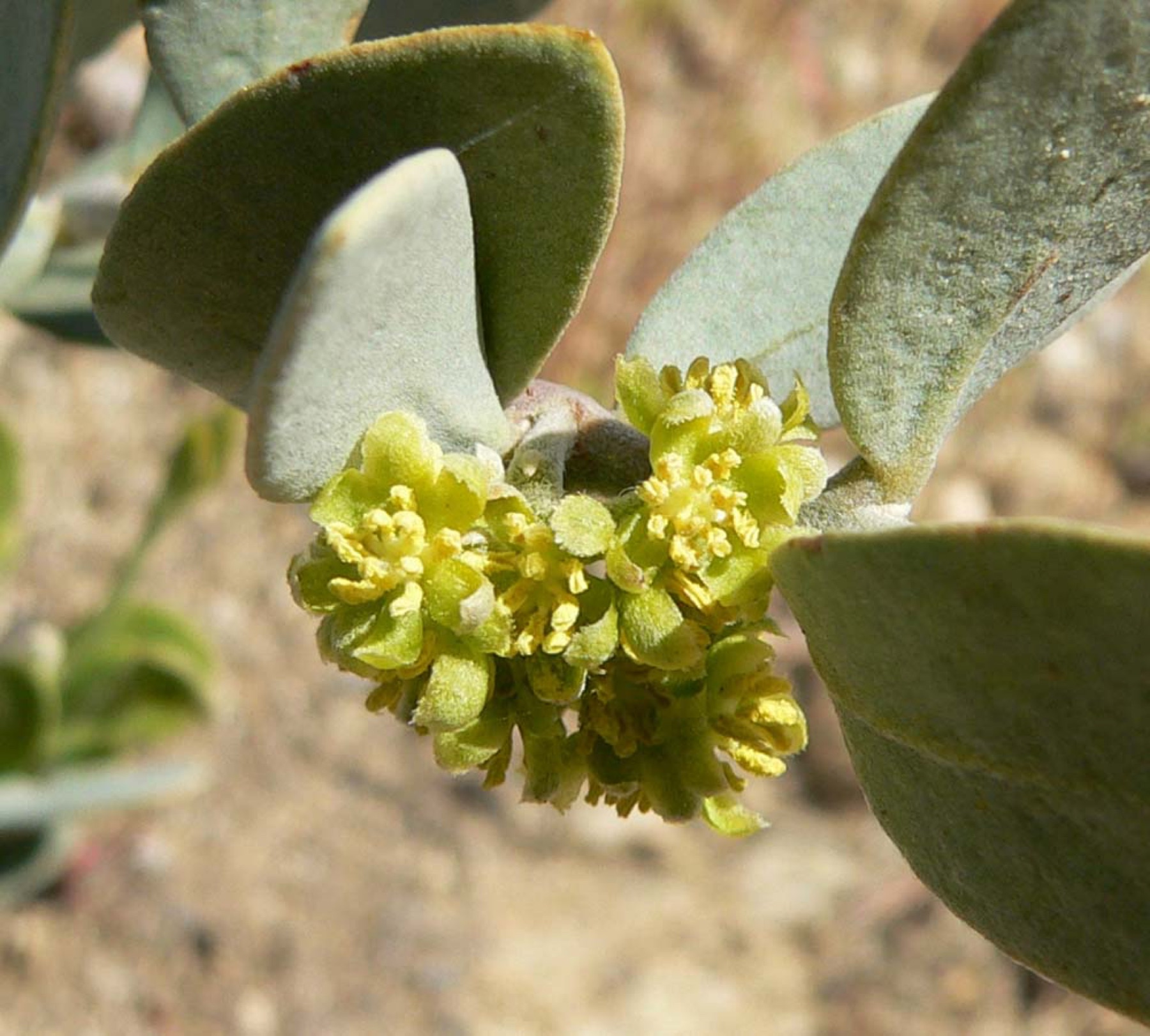 Jojoba — photo 1