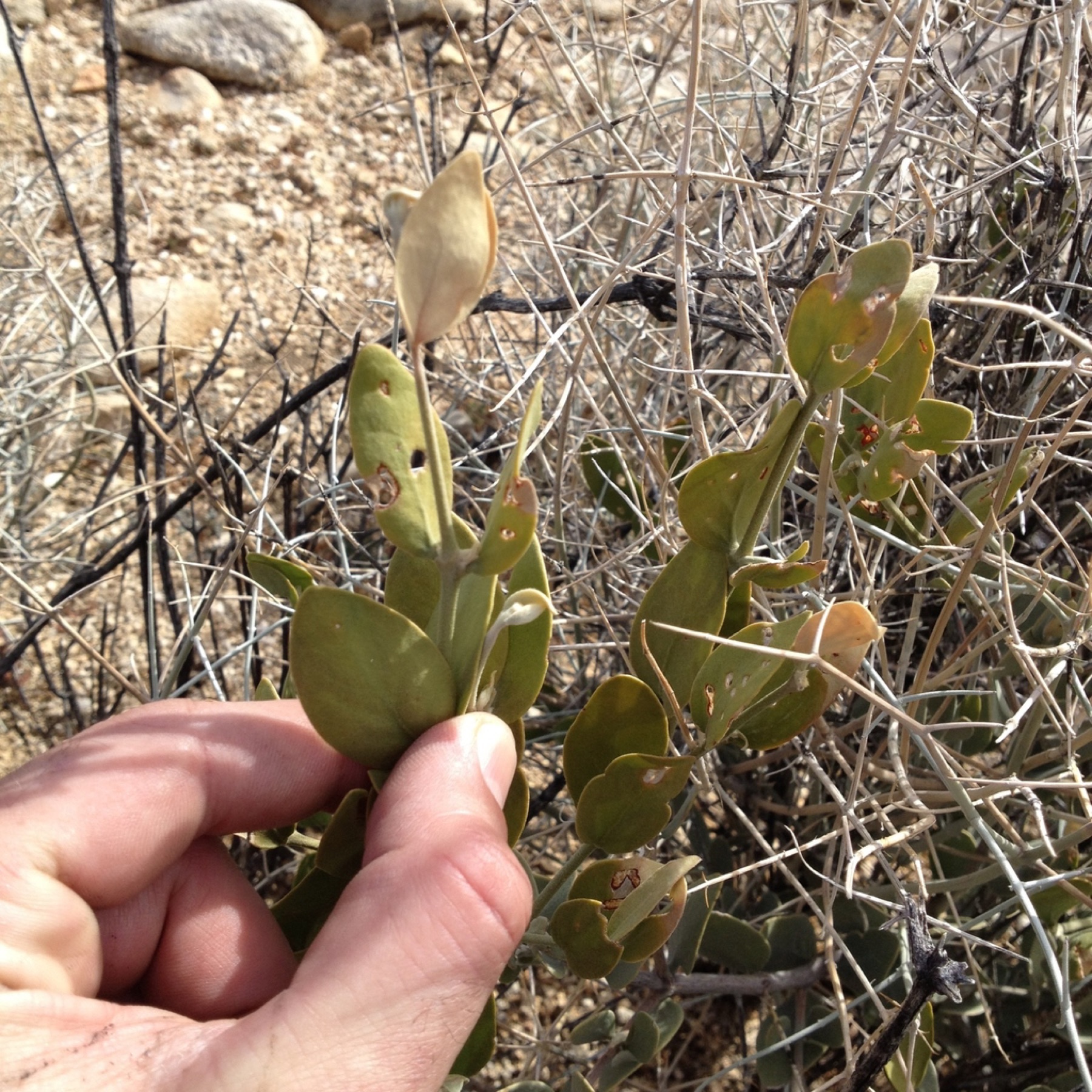 Jojoba — photo 2