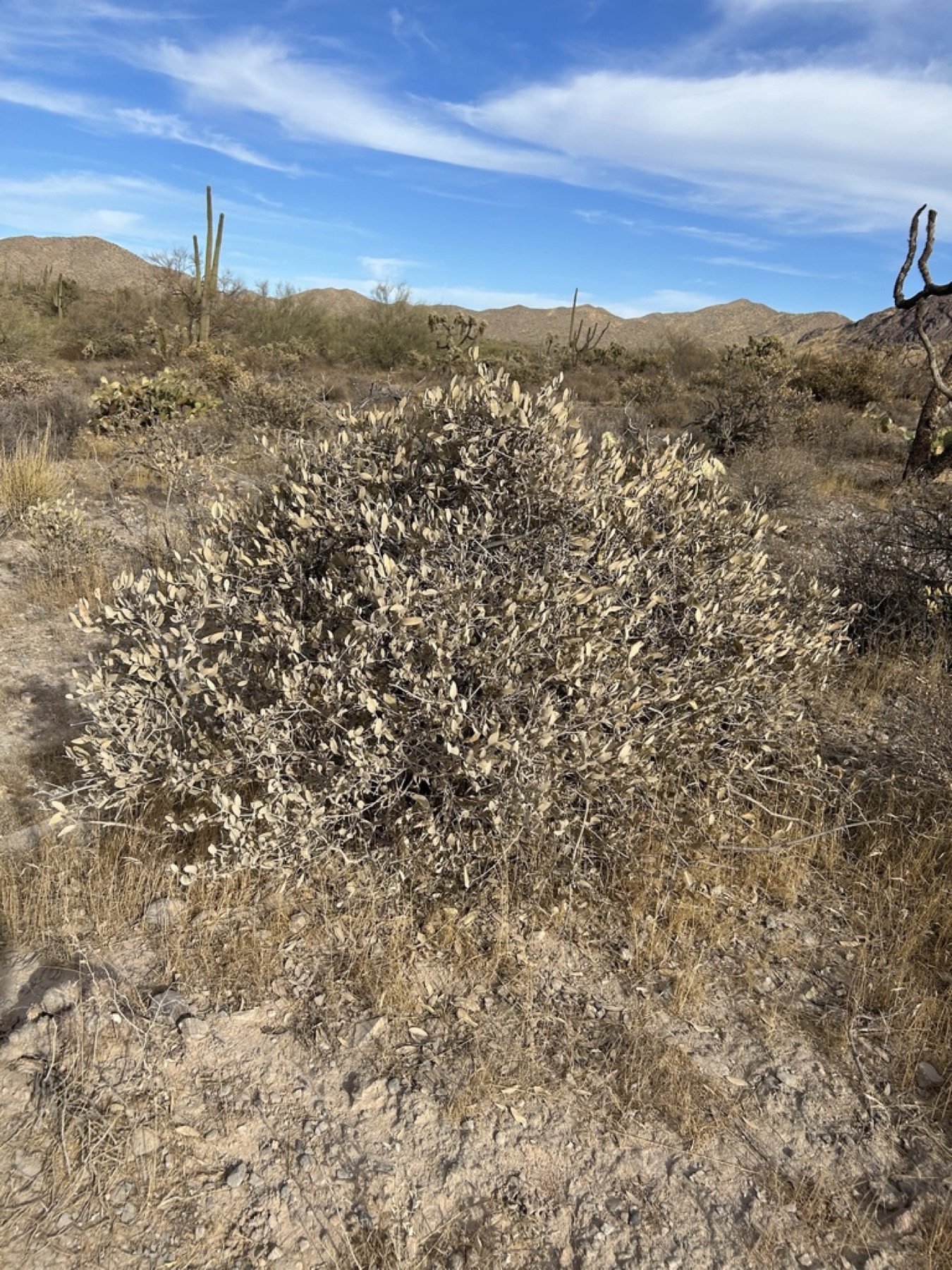 Jojoba — photo 3