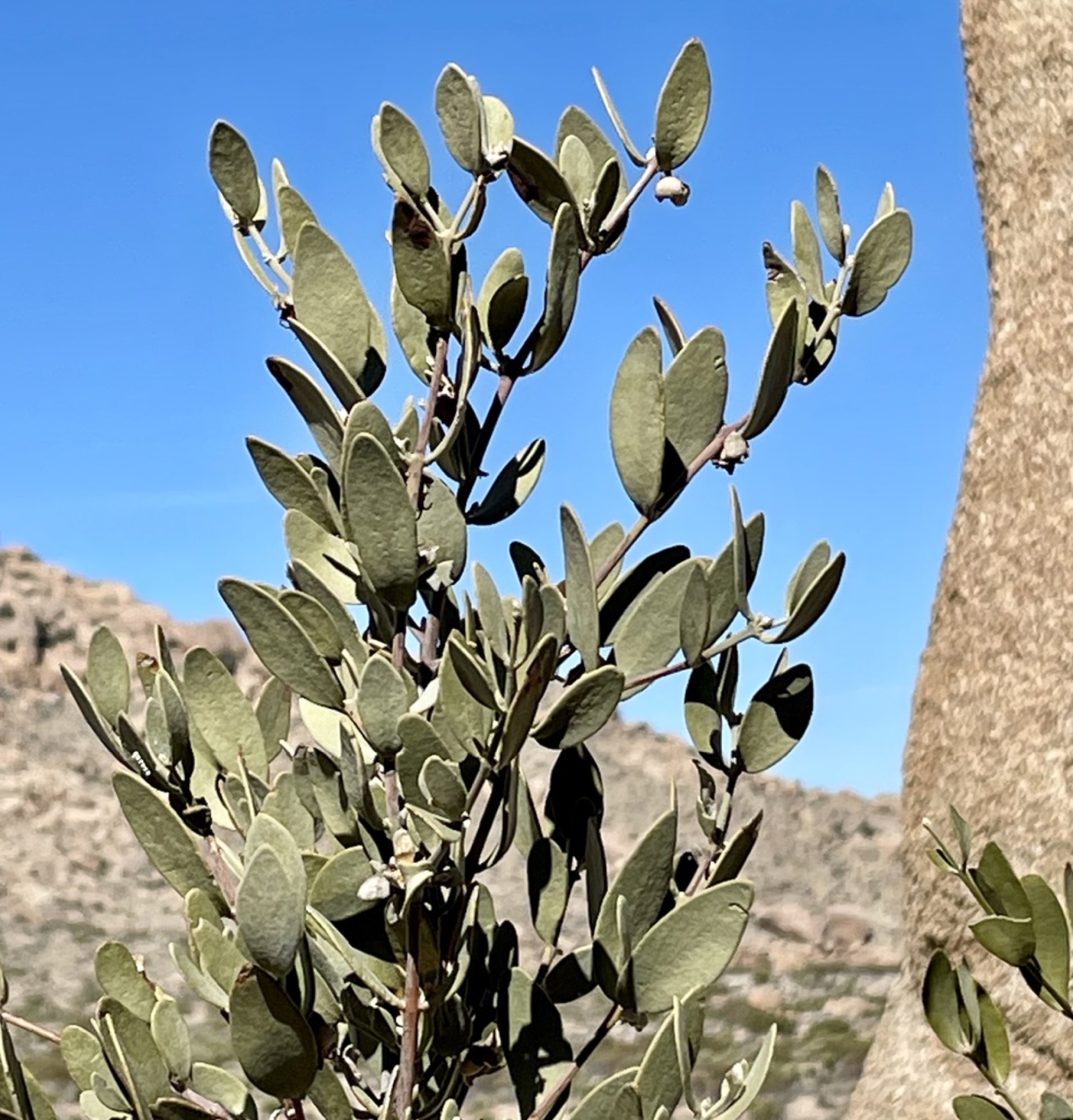 Jojoba — photo 4