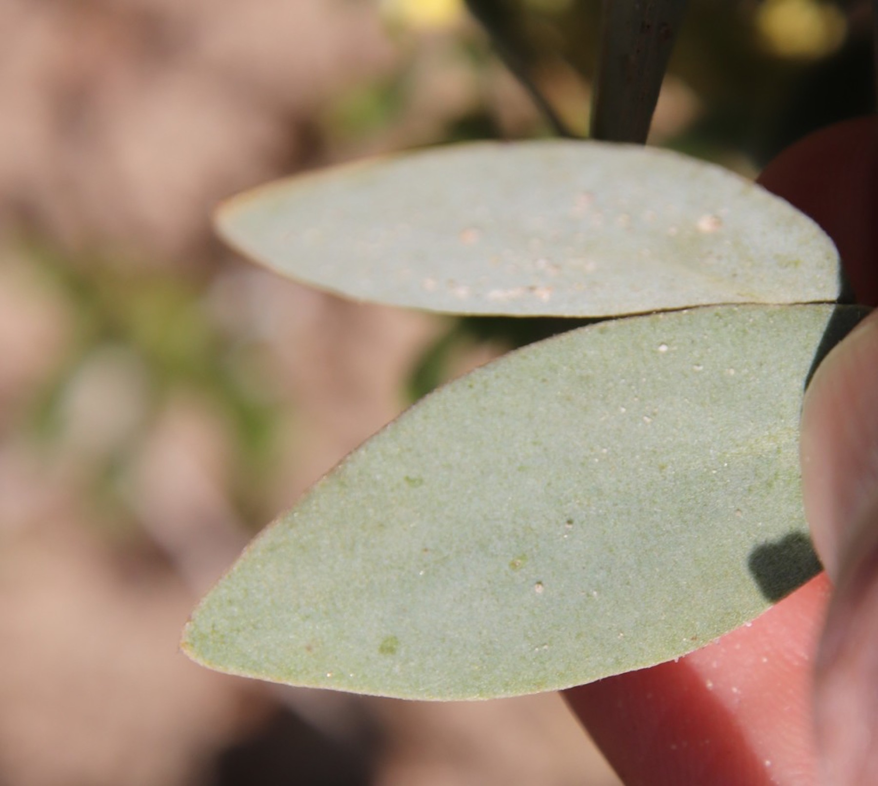 Jojoba — photo 5