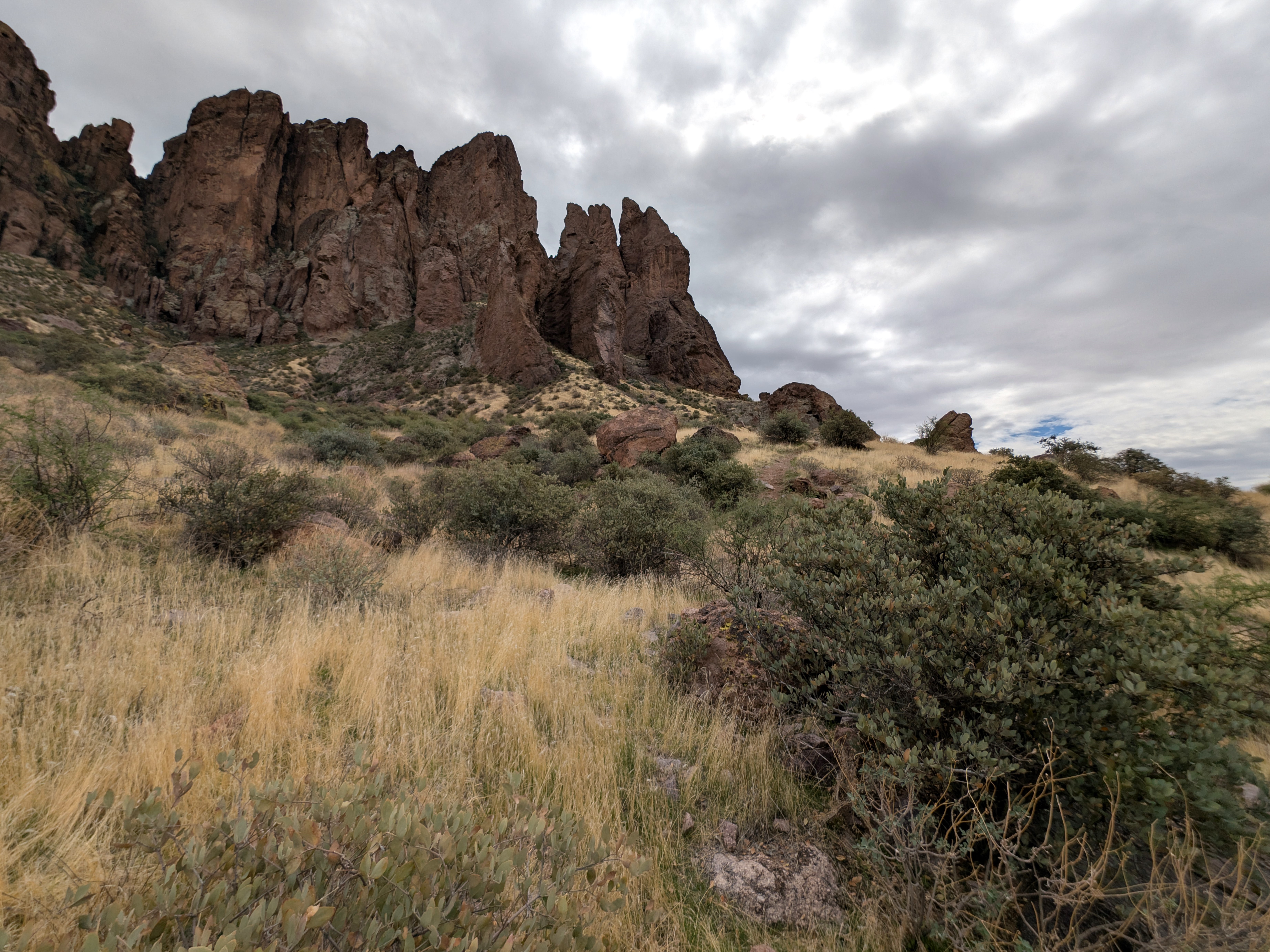 Jojoba — photo 24